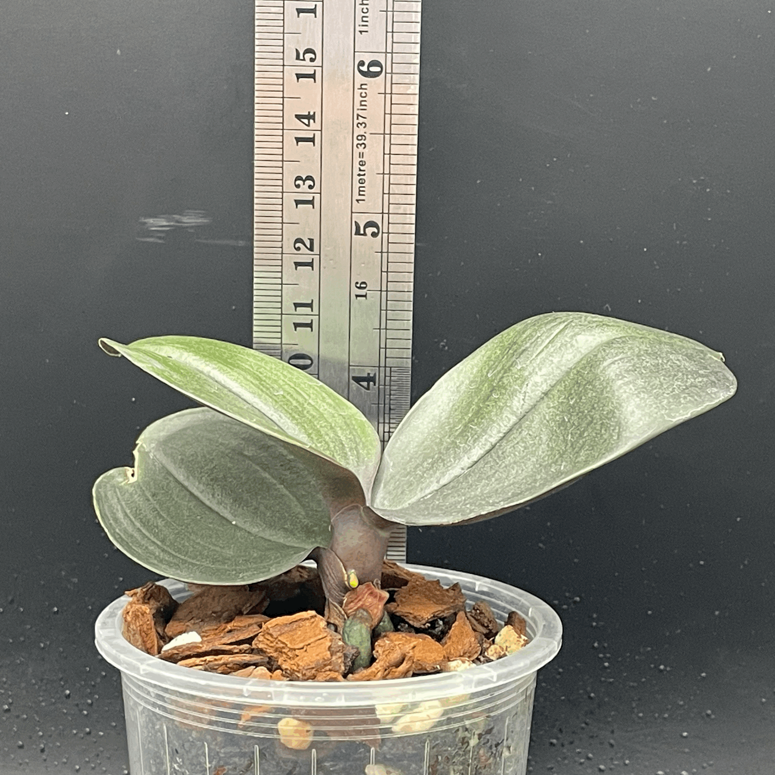 Phalaenopsis I-Hsin Cherry Bomb 'Peloric' seedling for sale in NZ – grown by Orchid Obsession