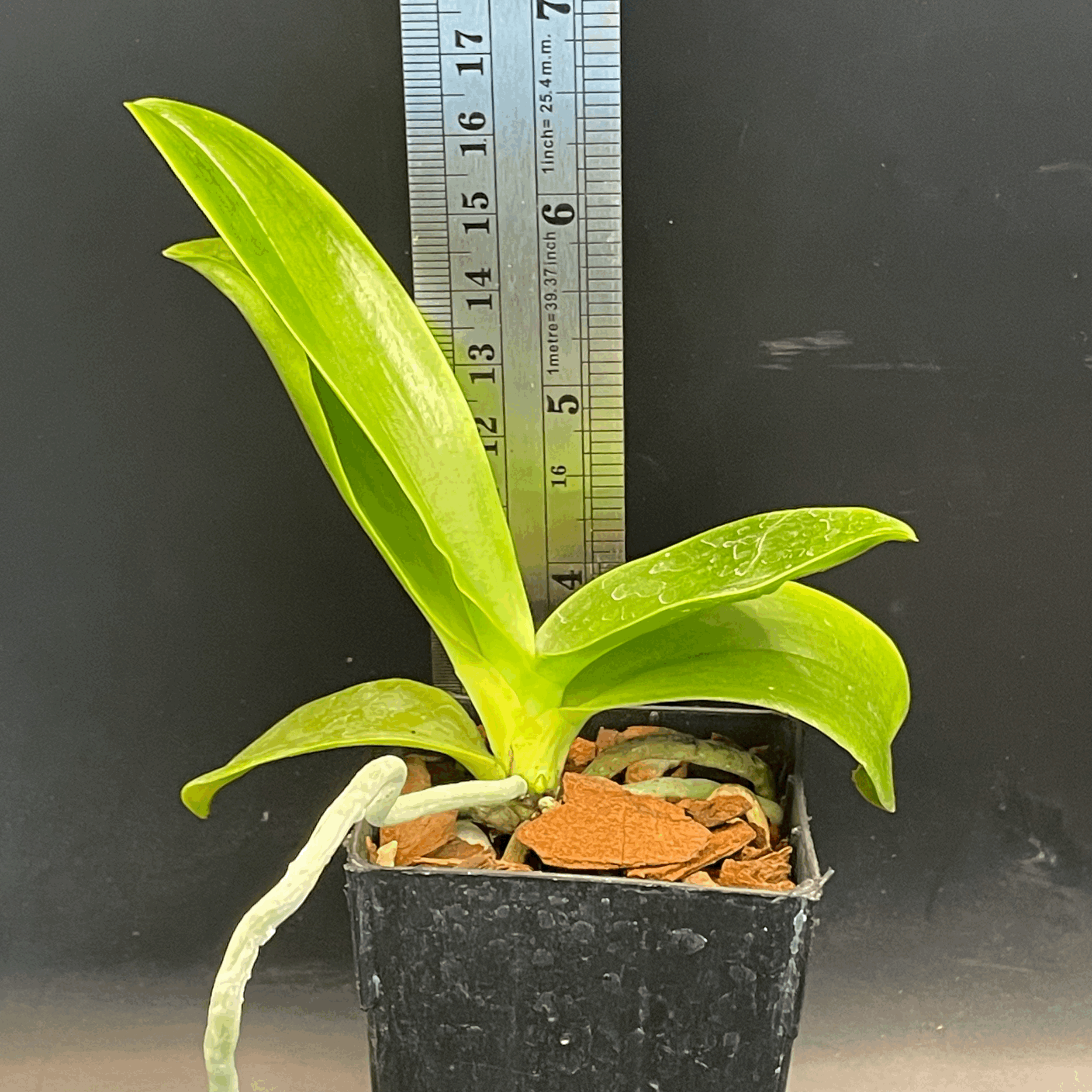Phalaenopsis hieroglyphica seedling for sale in NZ – grown by Orchid Obsession