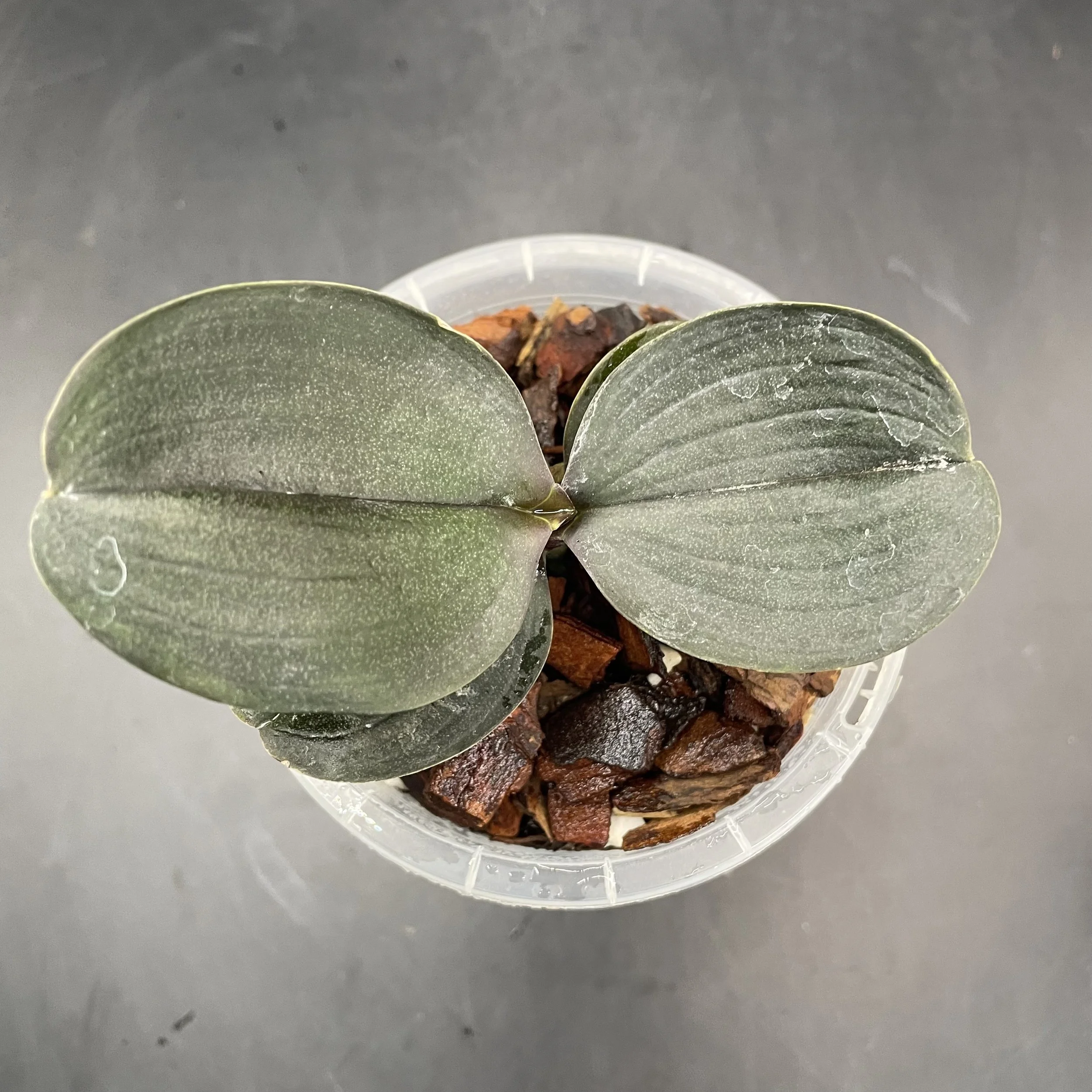 Phalaenopsis I-Hsin Cherry Bomb 'Peloric' seedling for sale in NZ – grown by Orchid Obsession