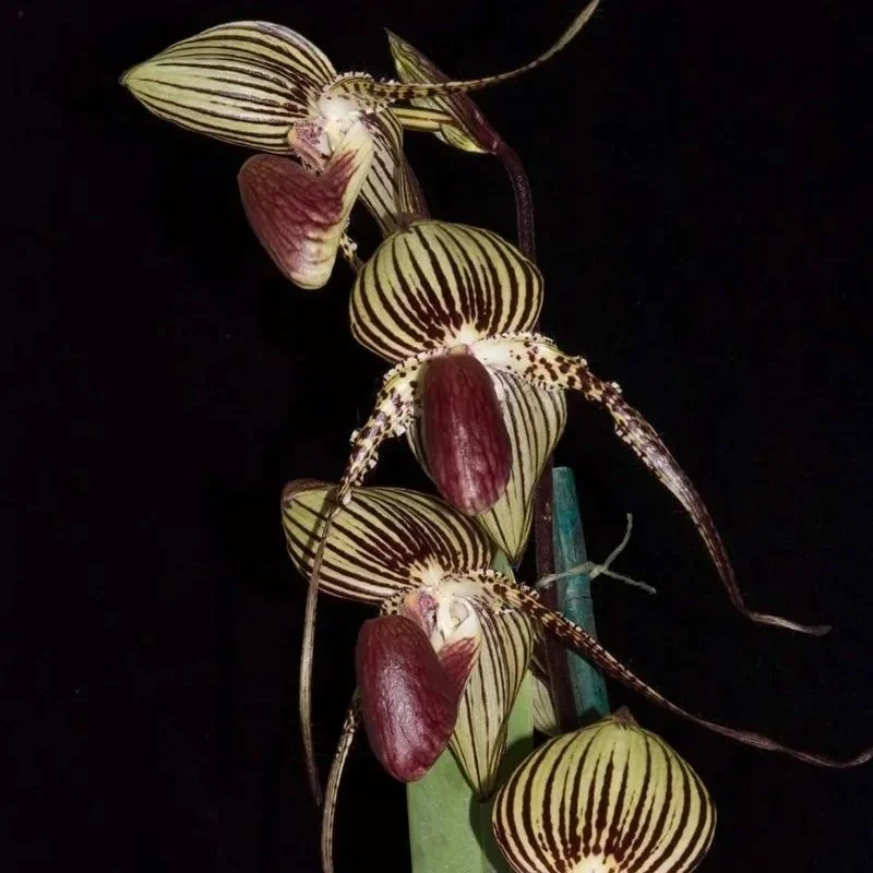 Paphiopedilum Hilo Black Eagle parent orchid – dark‑toned rothschildianum‑influenced multifloral Paphiopedilum