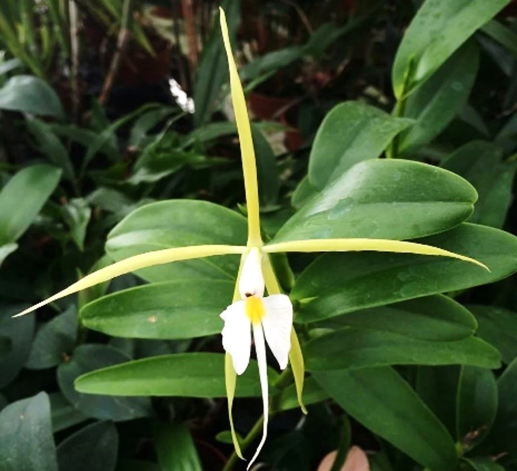 Epidendrum nocturnum flower - star-shaped greenish-yellow and white, up to 13.5 cm across