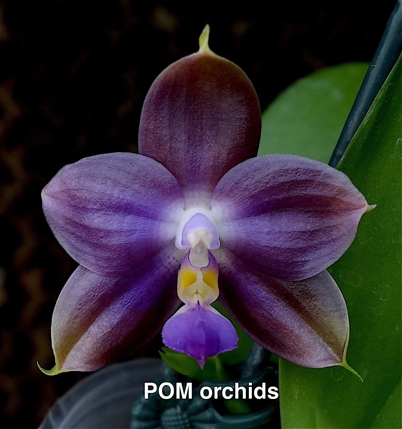 Phalaenopsis Mituo 24 Solar Terms ‘POM’ parent orchid – stunning purple petals
