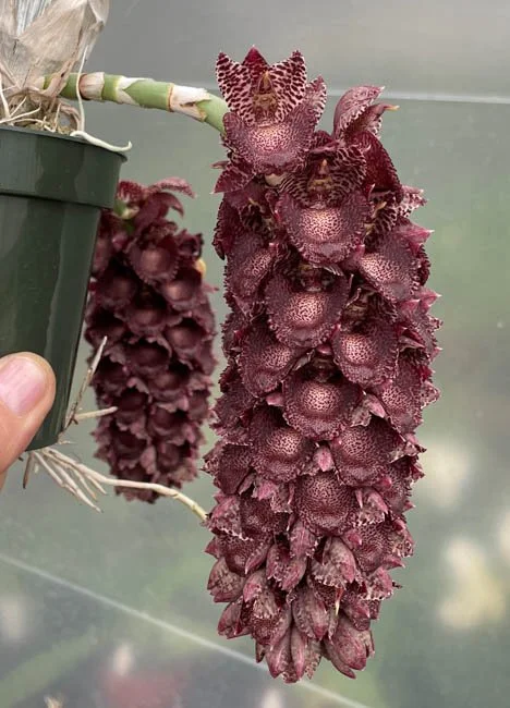 Catasetum ivaneae ‘Purple Fantasy’ parent orchid – cascading spikes with rich purple tones