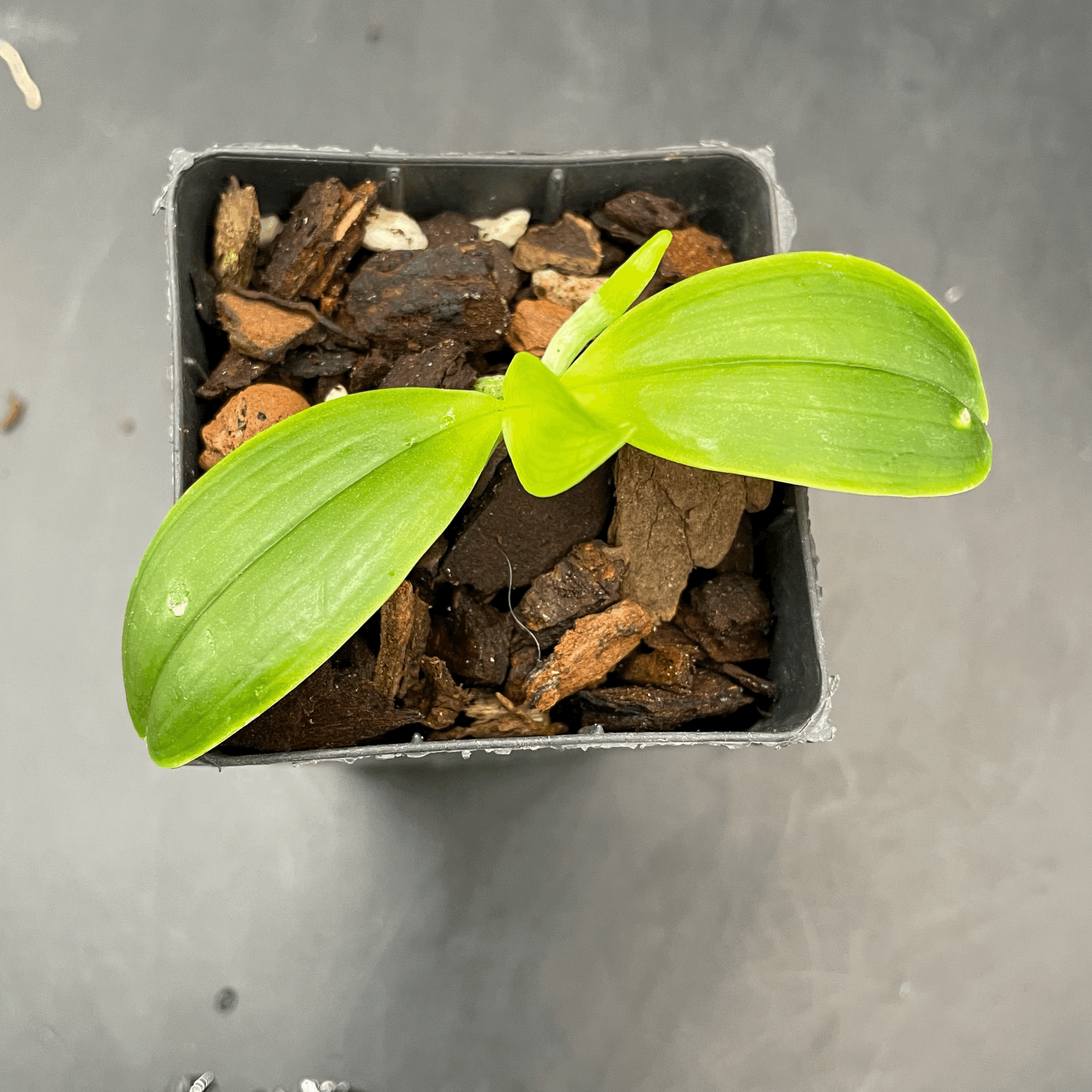 tempImage6gOFTm.gifPhalaenopsis tetraspis f. Enggano seedling for sale in NZ – grown by Orchid Obsession