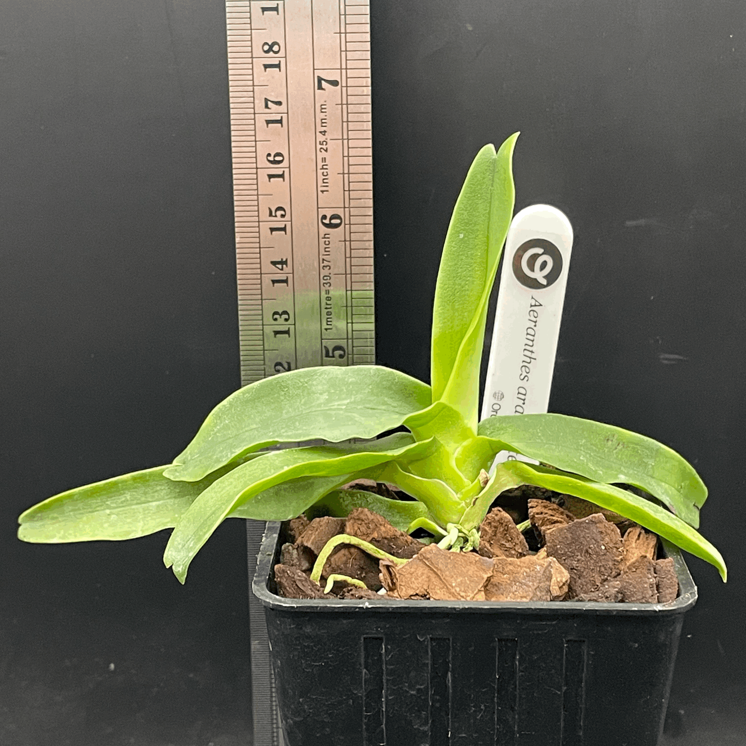 Aeranthes arachnites seedling for sale in NZ – grown by Orchid Obsession