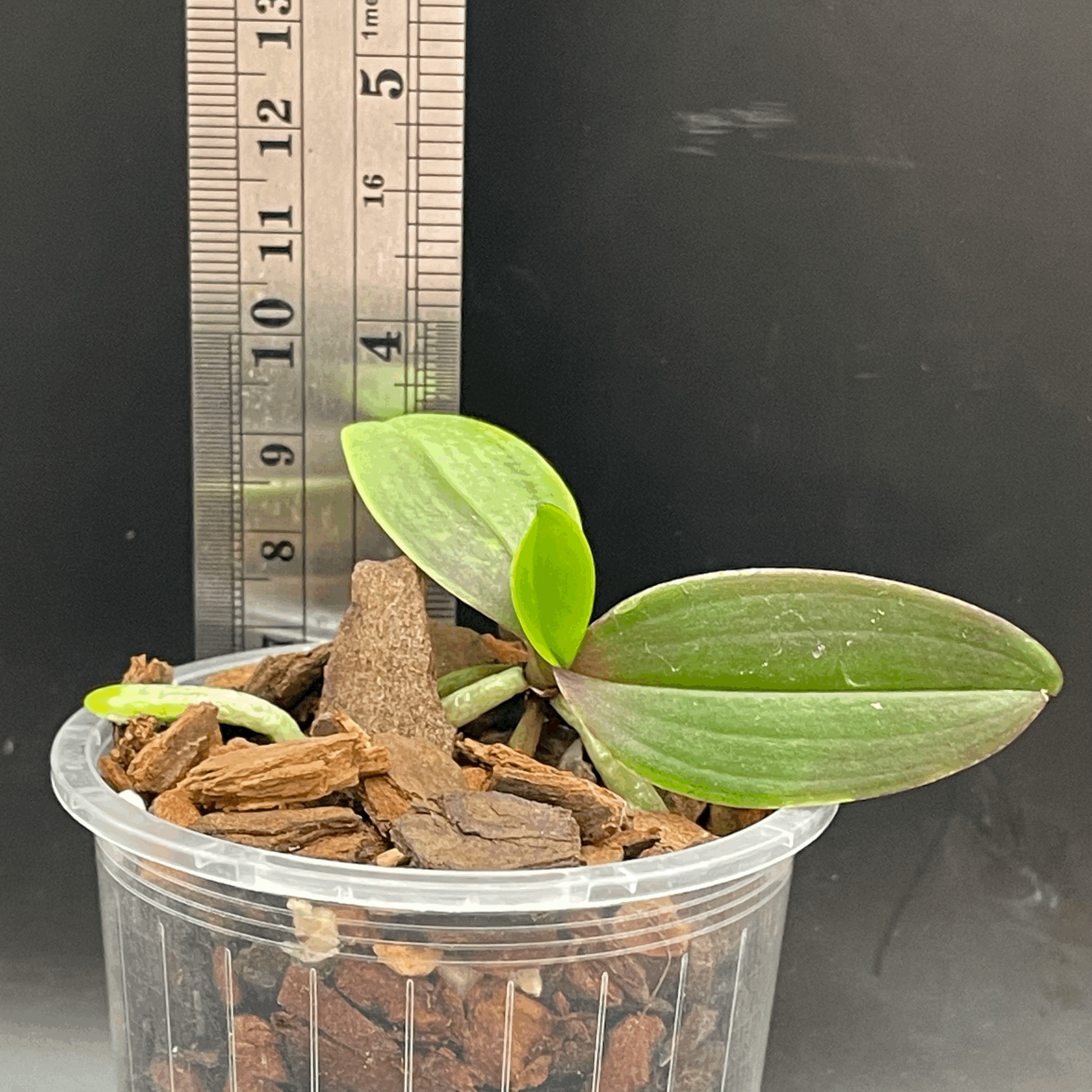 Phalaenopsis equestris var. rosea seed-grown plant for sale in NZ – grown by Orchid Obsession