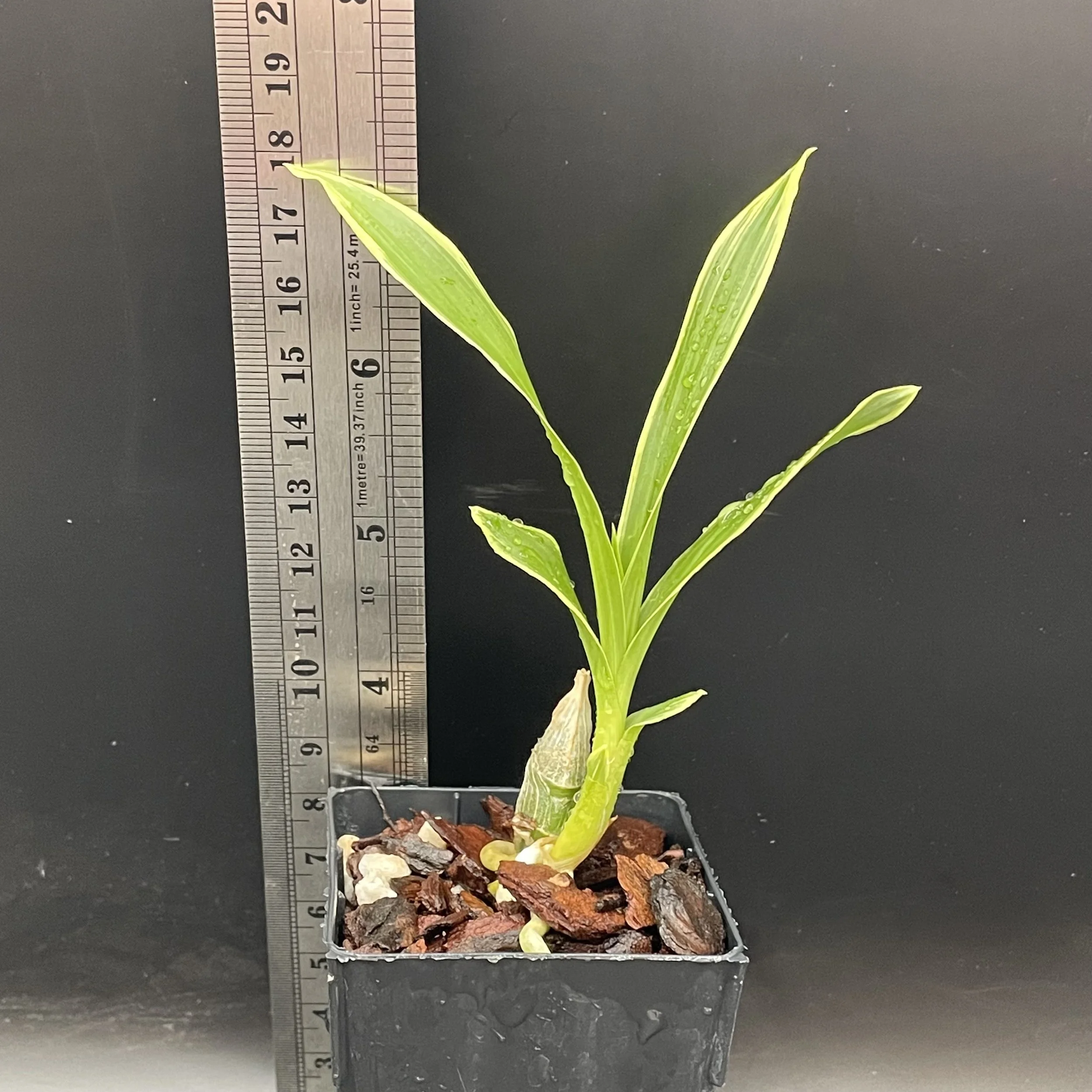 Cycd Wine Delight seedling for sale in NZ – grown by Orchid Obsession