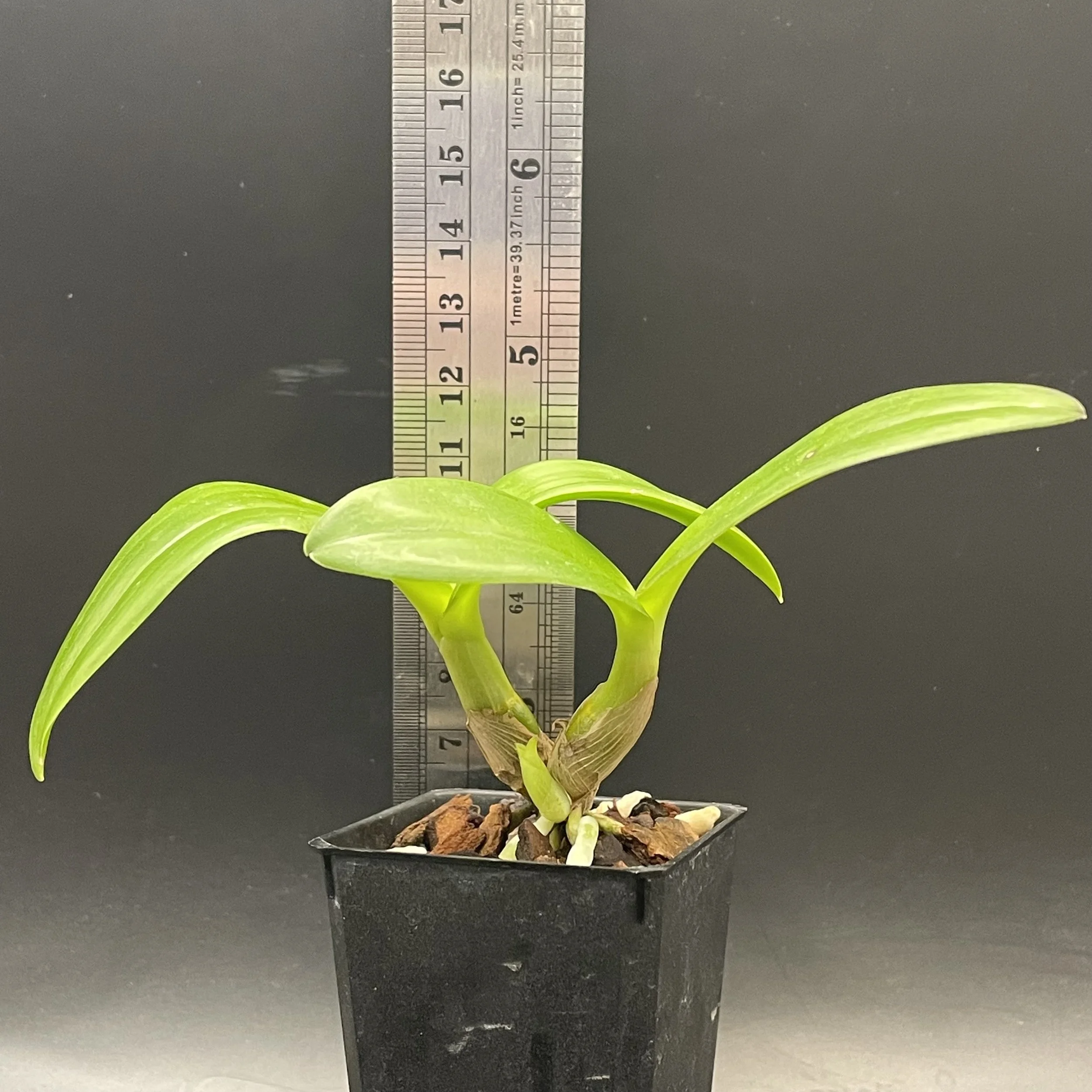 Dendrobium lineale seedling for sale in NZ – grown by Orchid Obsession