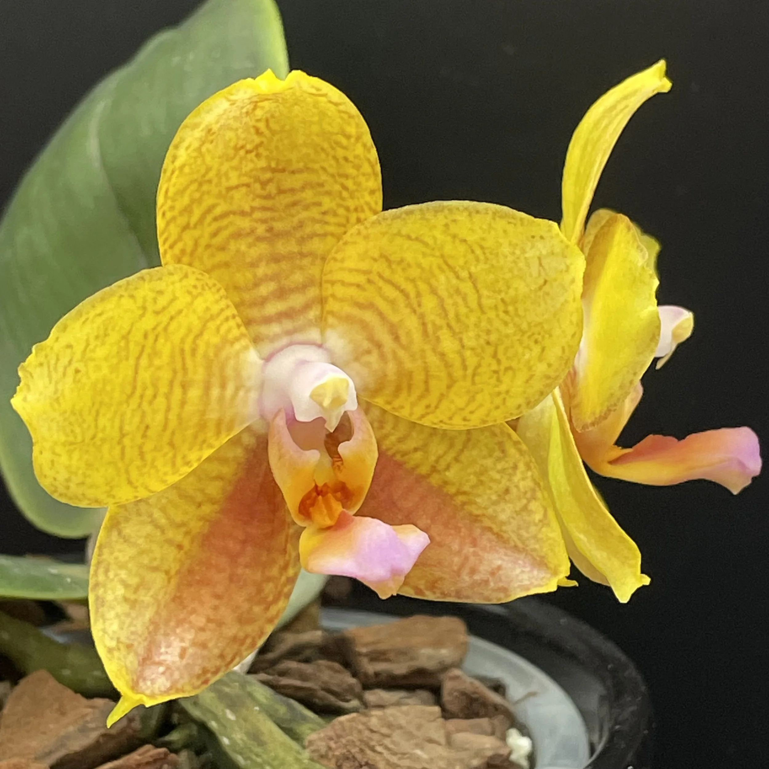 Phalaenopsis Allura ‘Mars’ in bloom – well-shaped, attractive, fragrant flowers