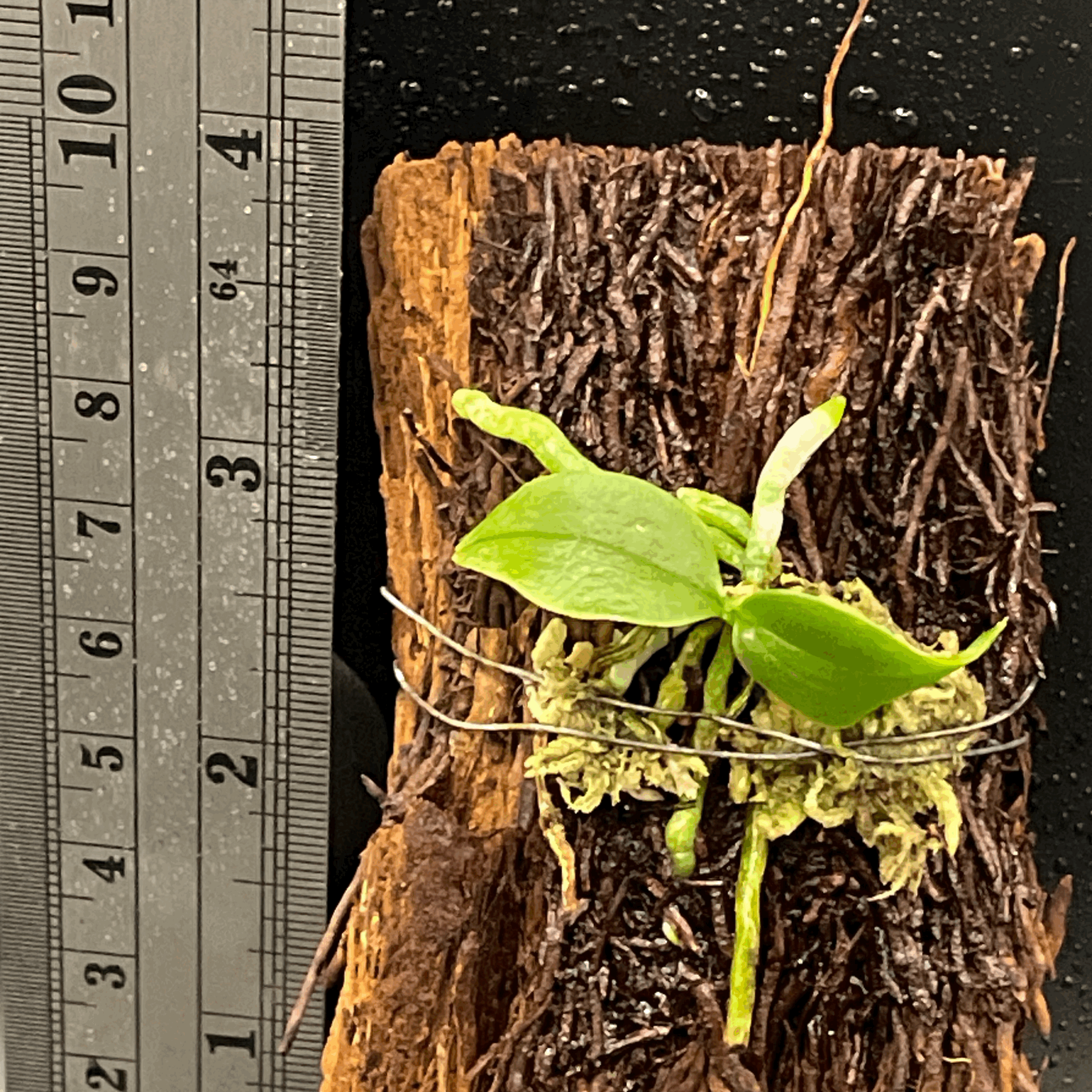 Phalaenopsis lobbii seedling for sale in NZ – grown by Orchid Obsession