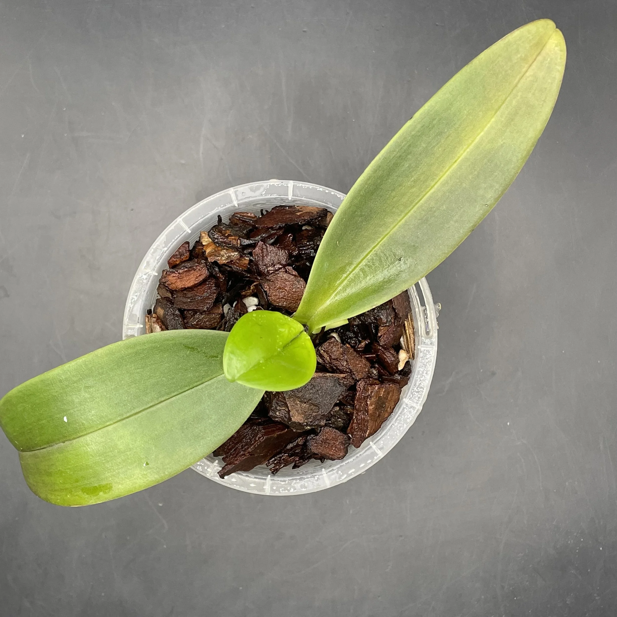 Phalaenopsis equestris var. aparri seedling for sale in NZ – grown by Orchid Obsession