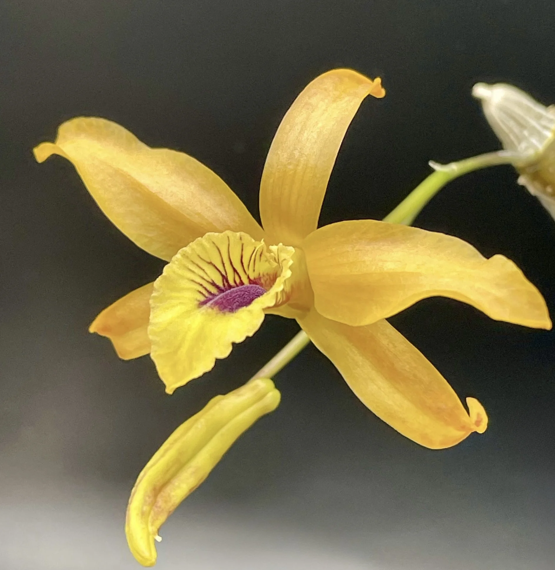 Dendrobium Chanthaboon Sunrise 'YD'