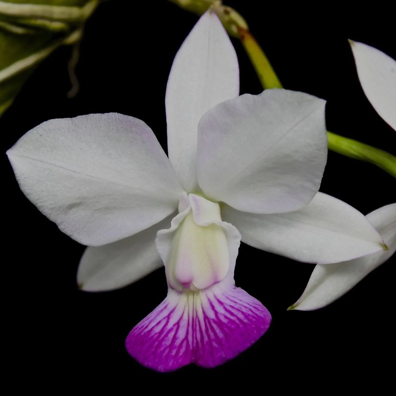 Cattleya walkeriana fma. semi‑alba parent orchid – white petals with strong magenta lip