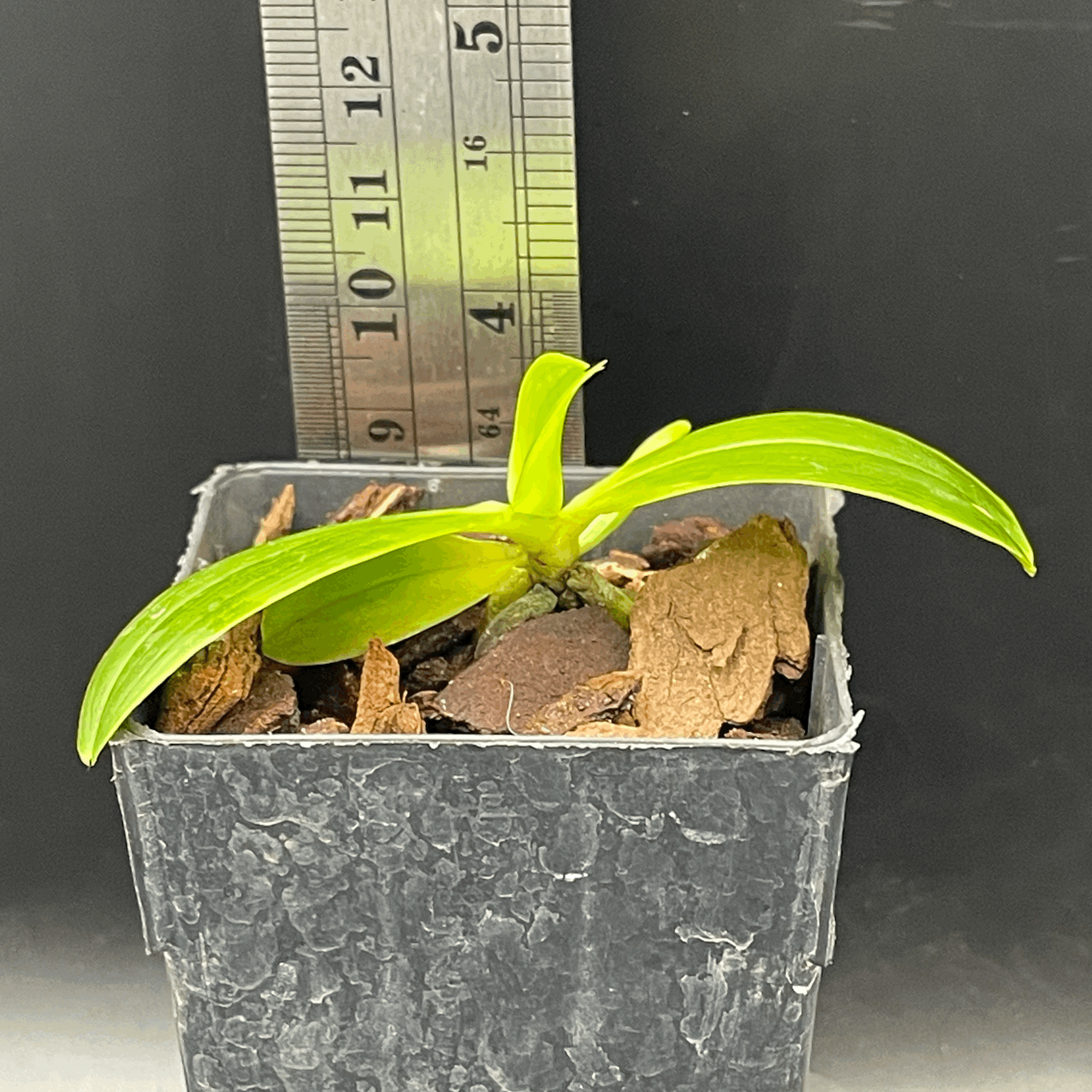 Phalaenopsis tetraspis f. Enggano seedling for sale in NZ – grown by Orchid Obsession