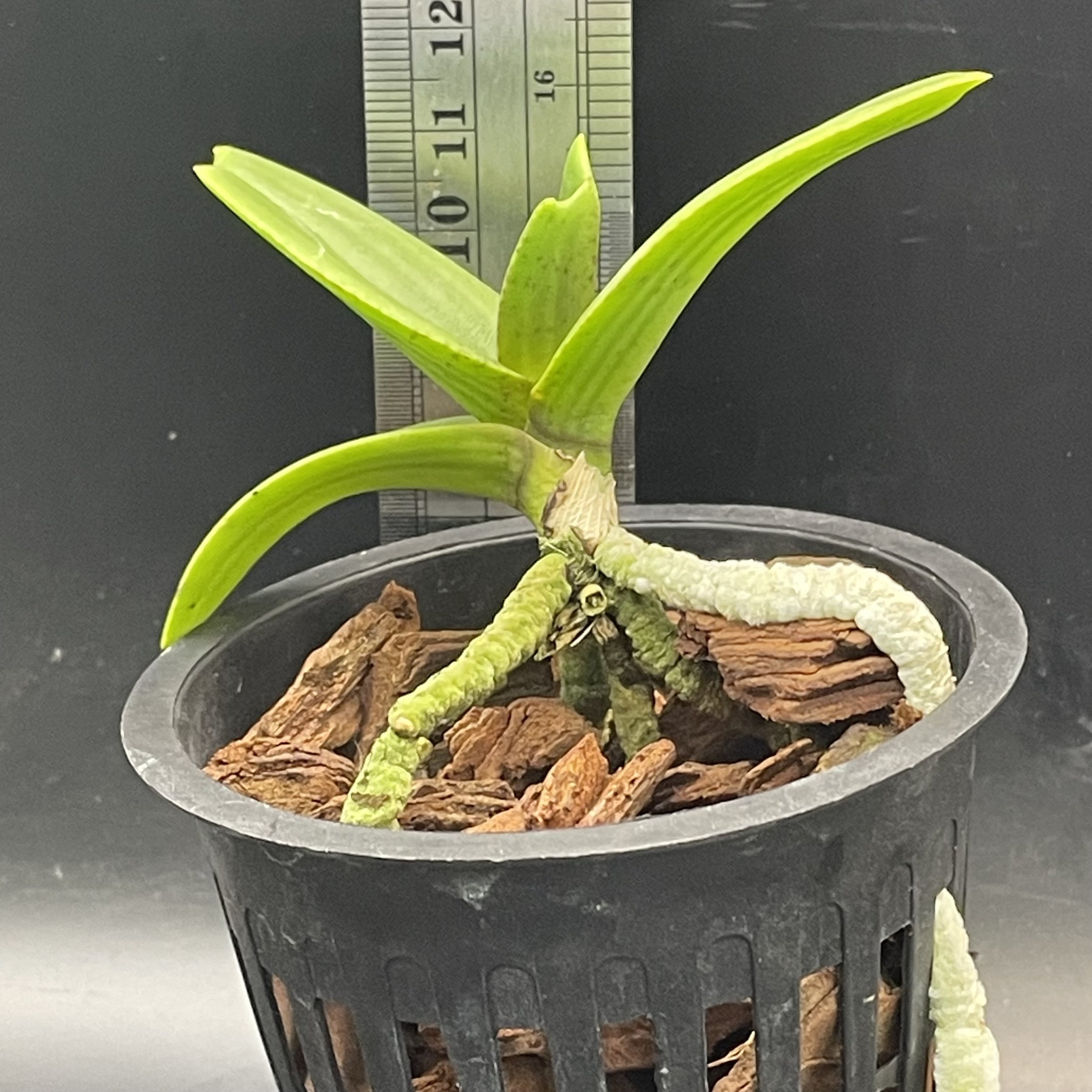 Rhynchostylis gigantea seedling for sale in NZ – grown by Orchid Obsession