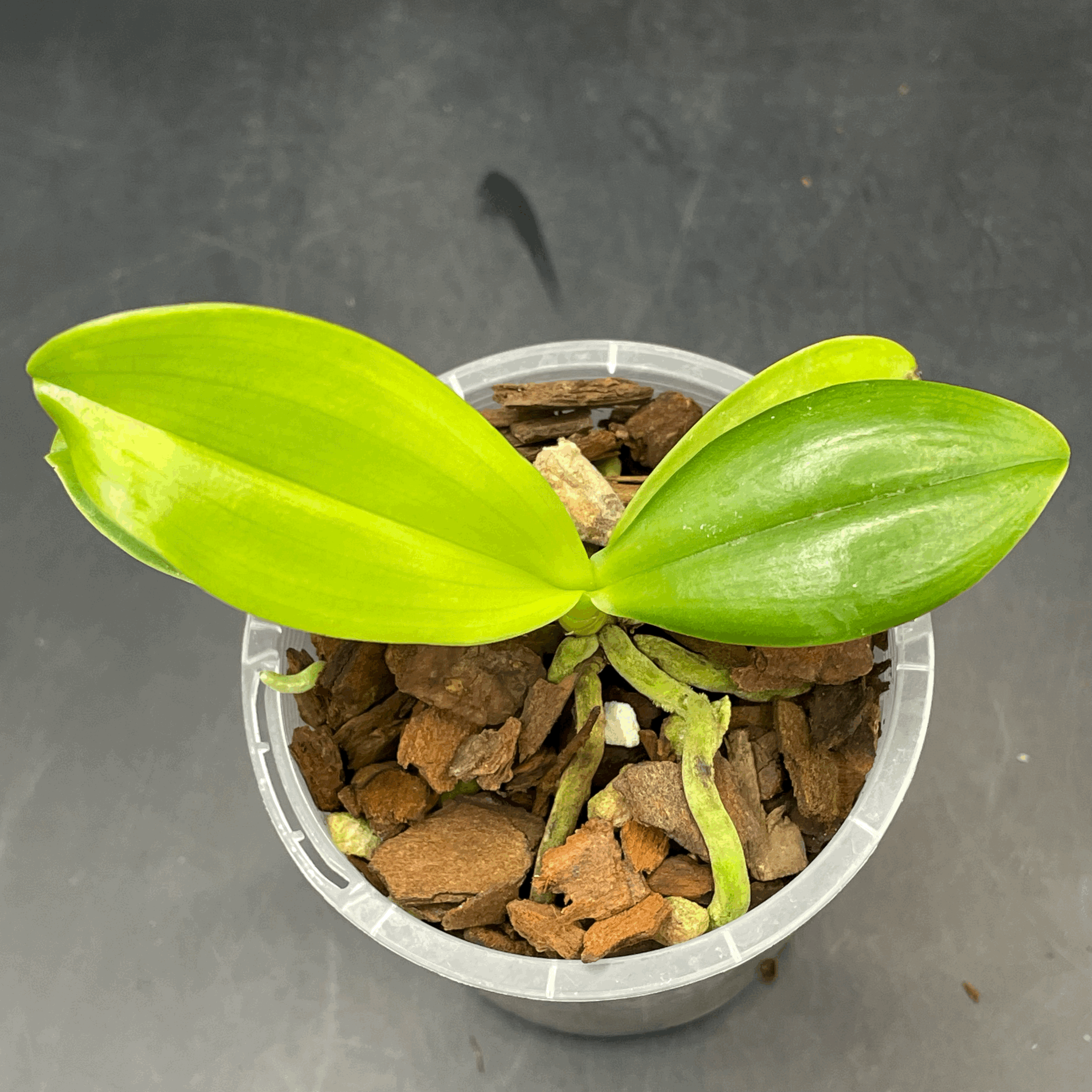 Phalaenopsis lueddemanniana seedling for sale in NZ - grown by Orchid Obsession