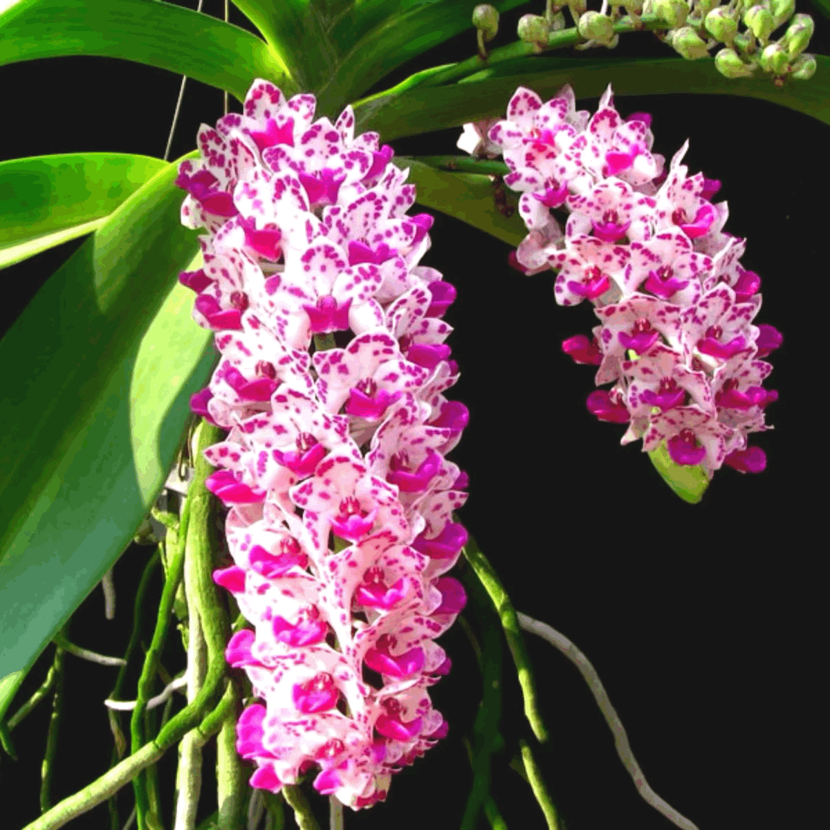 Rhynchostylis gigantea