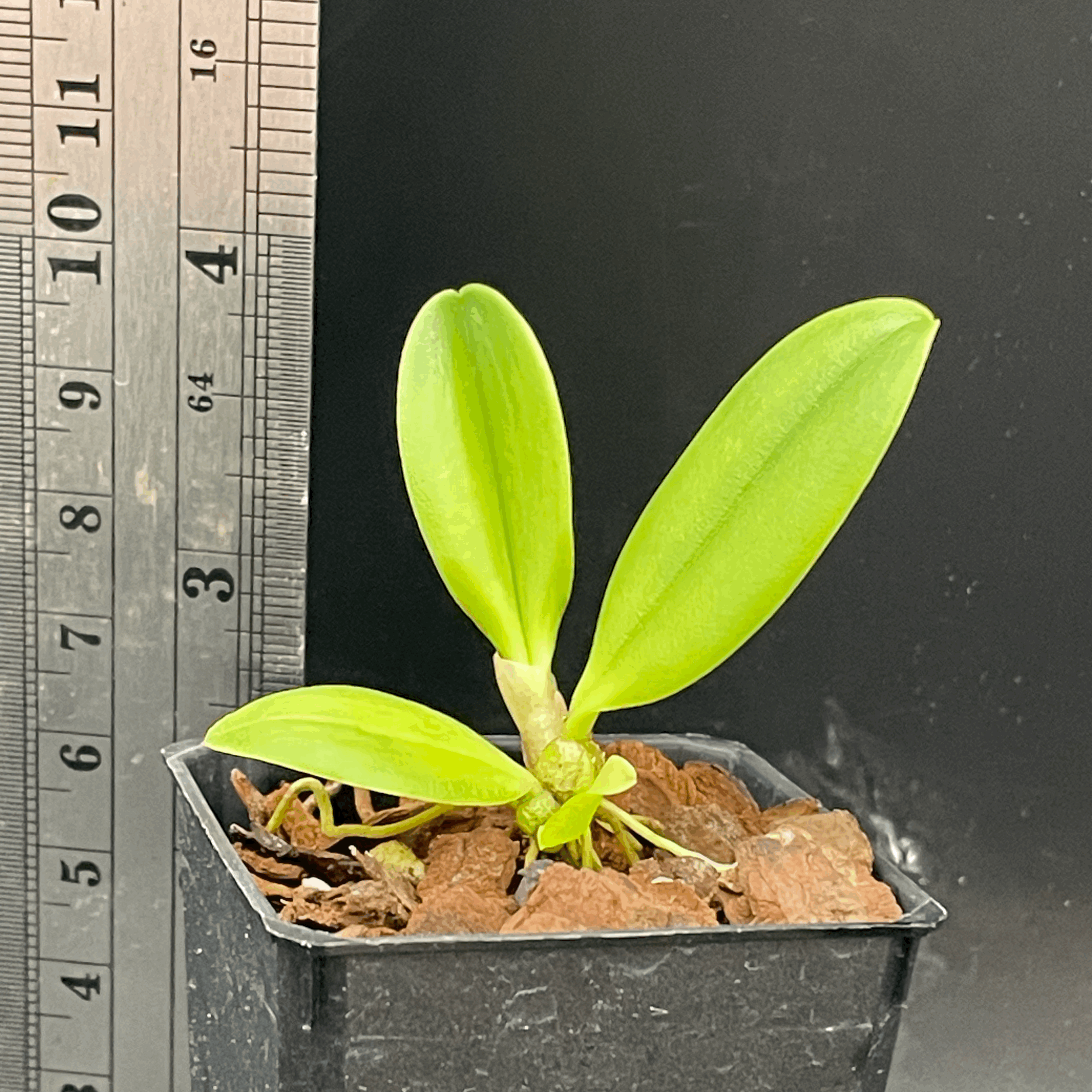 Bulbophyllum makoyanum seedling for sale in NZ – grown by Orchid Obsession