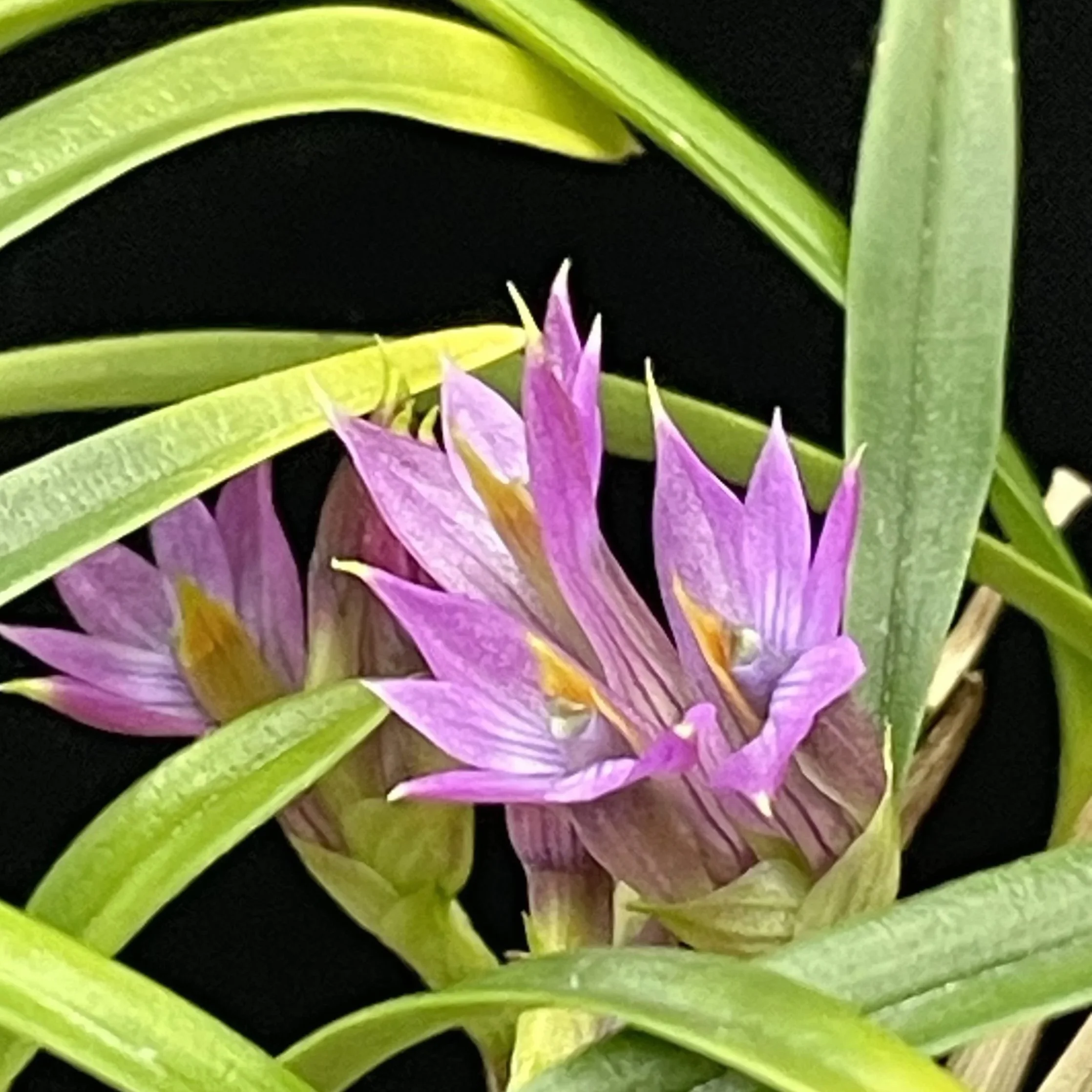Dendrobium Standing Ovation hybrid with mauve blooms