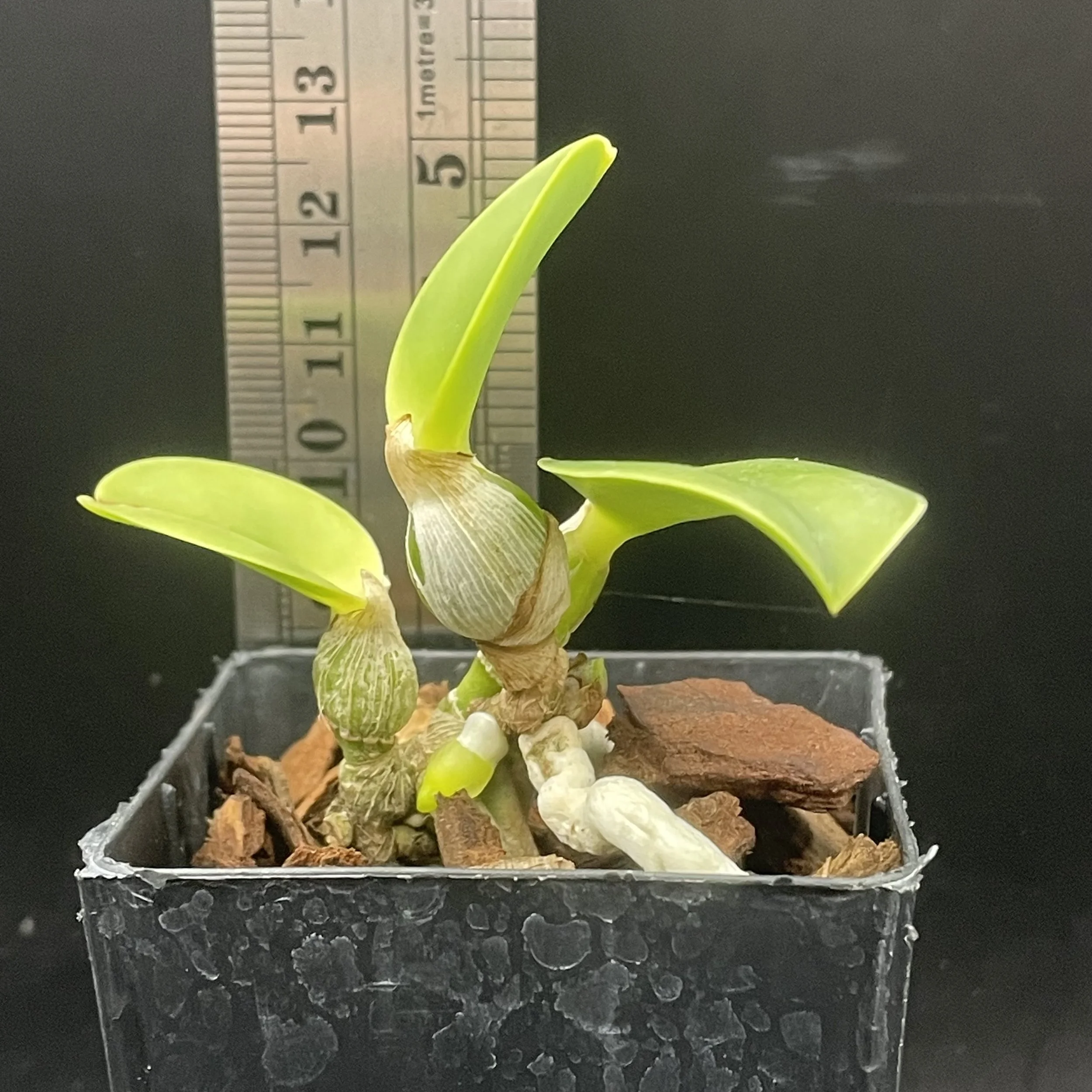 Cattleya walkeriana (semi‑alba × flamea ‘Tokutsu’) seedling for sale in NZ – grown by Orchid Obsession