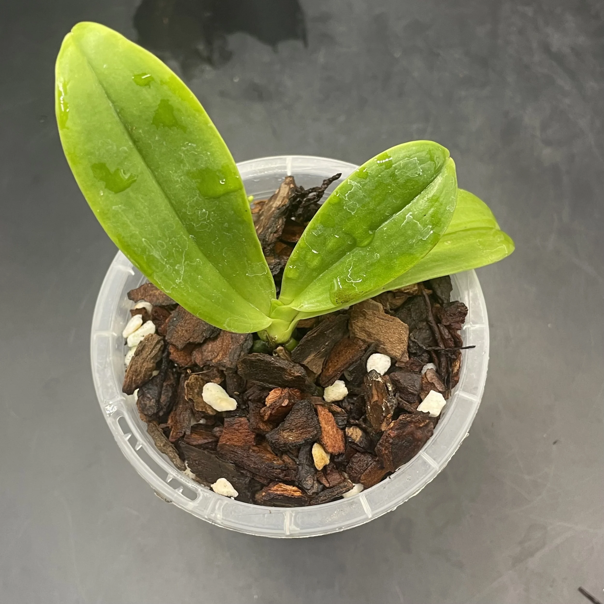 Phalaenopsis hieroglyphica seedling for sale in NZ – grown by Orchid Obsession