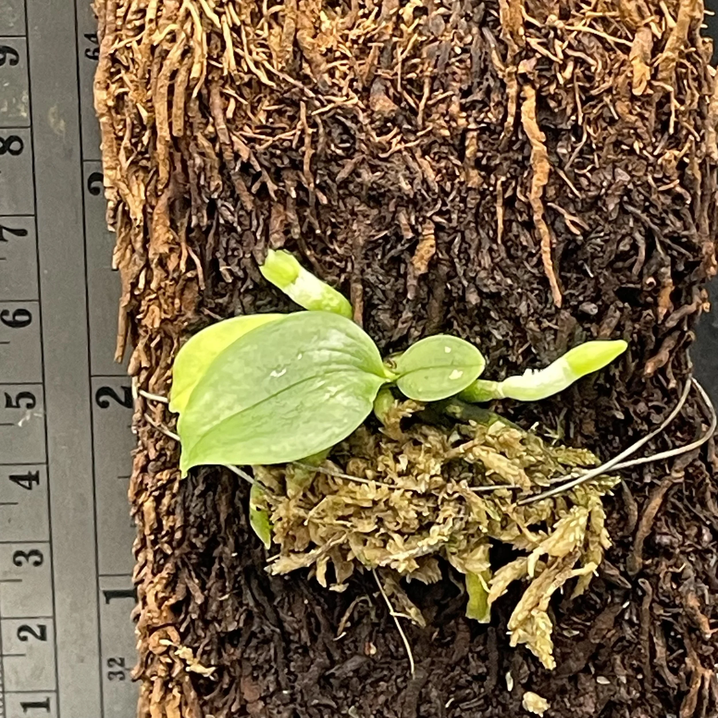 Phalaenopsis lobbii seedling for sale in NZ – grown by Orchid Obsession