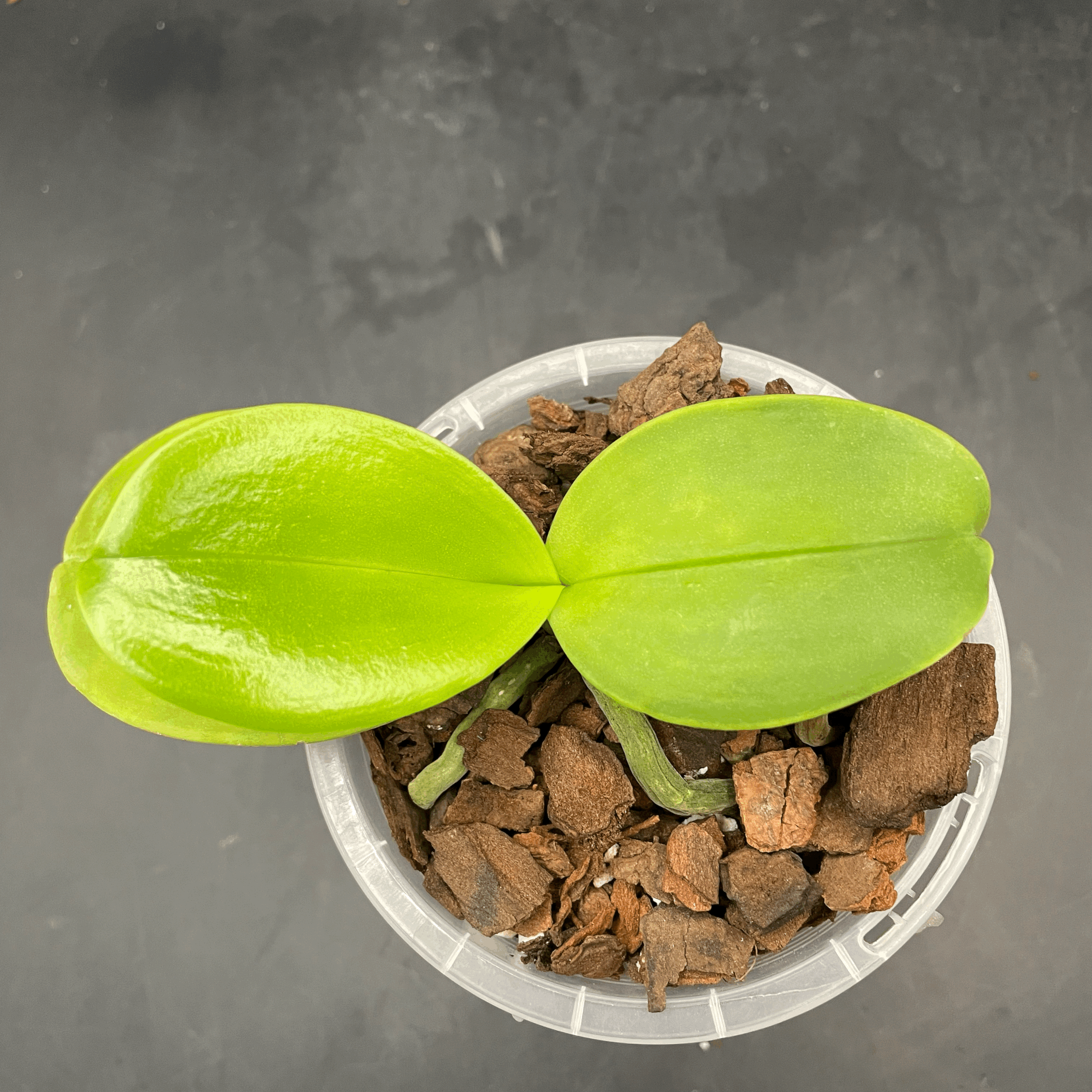 Phalaenopsis GW Greenworld X Miro Super Star seedling for sale in NZ – grown by Orchid Obsession