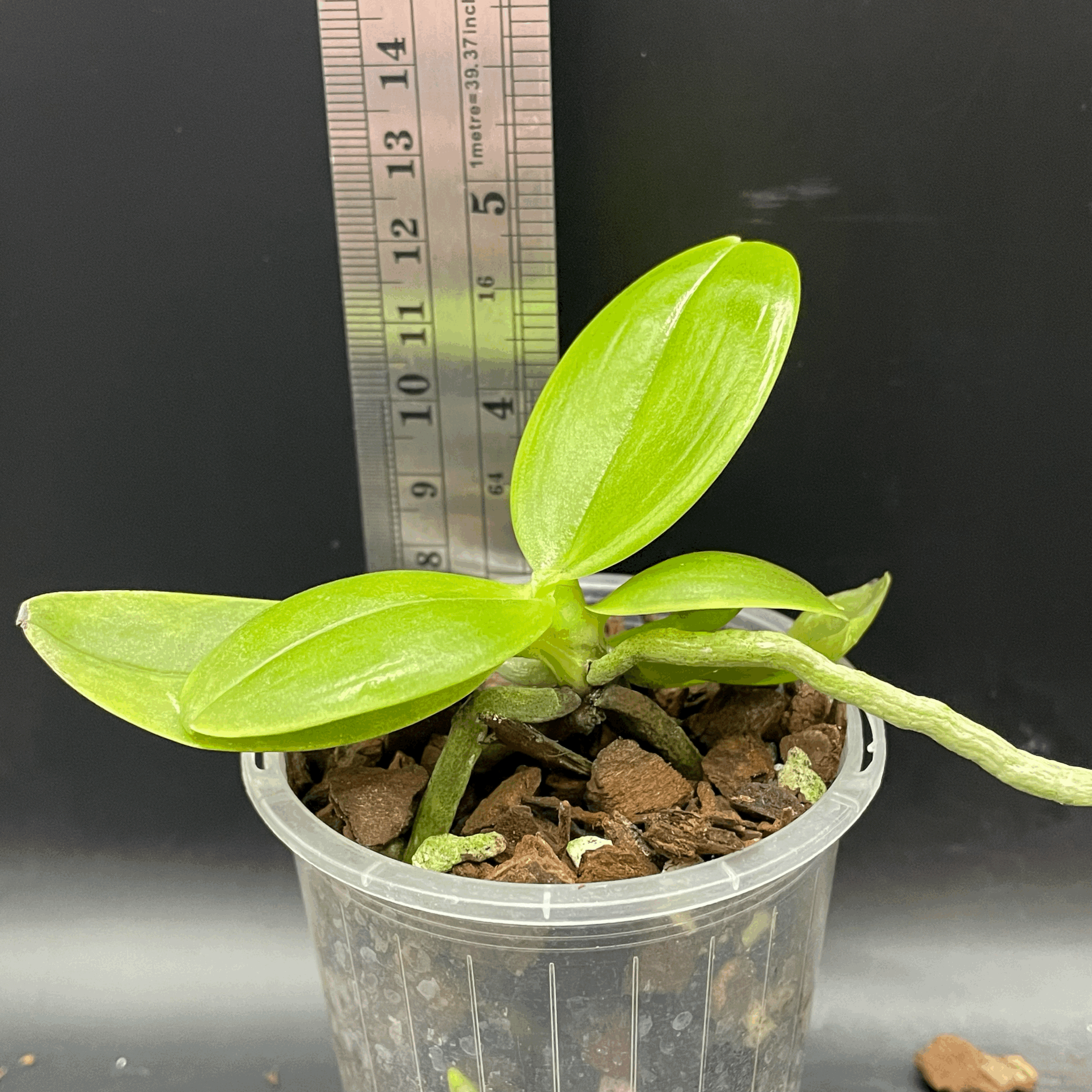 Phalaenopsis GW Greenworld X Miro Super Star seedling for sale in NZ – grown by Orchid Obsession