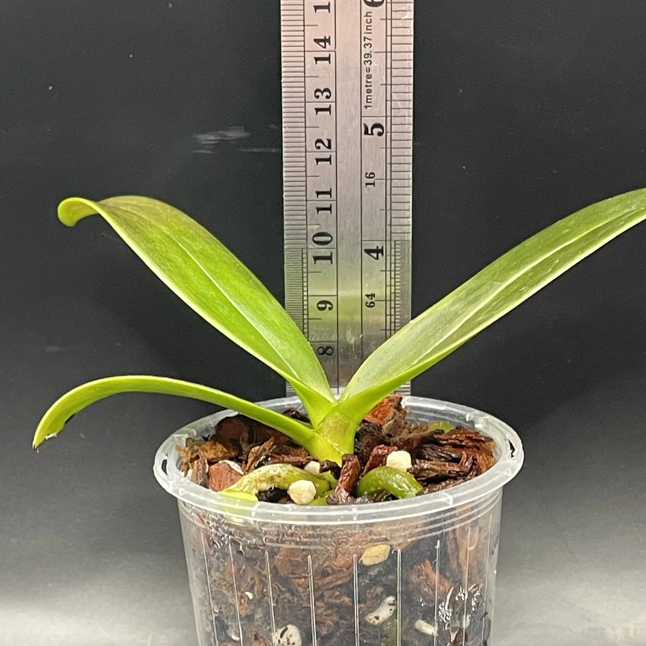 Phalaenopsis equestris var. aparri seedling for sale in NZ – grown by Orchid Obsession