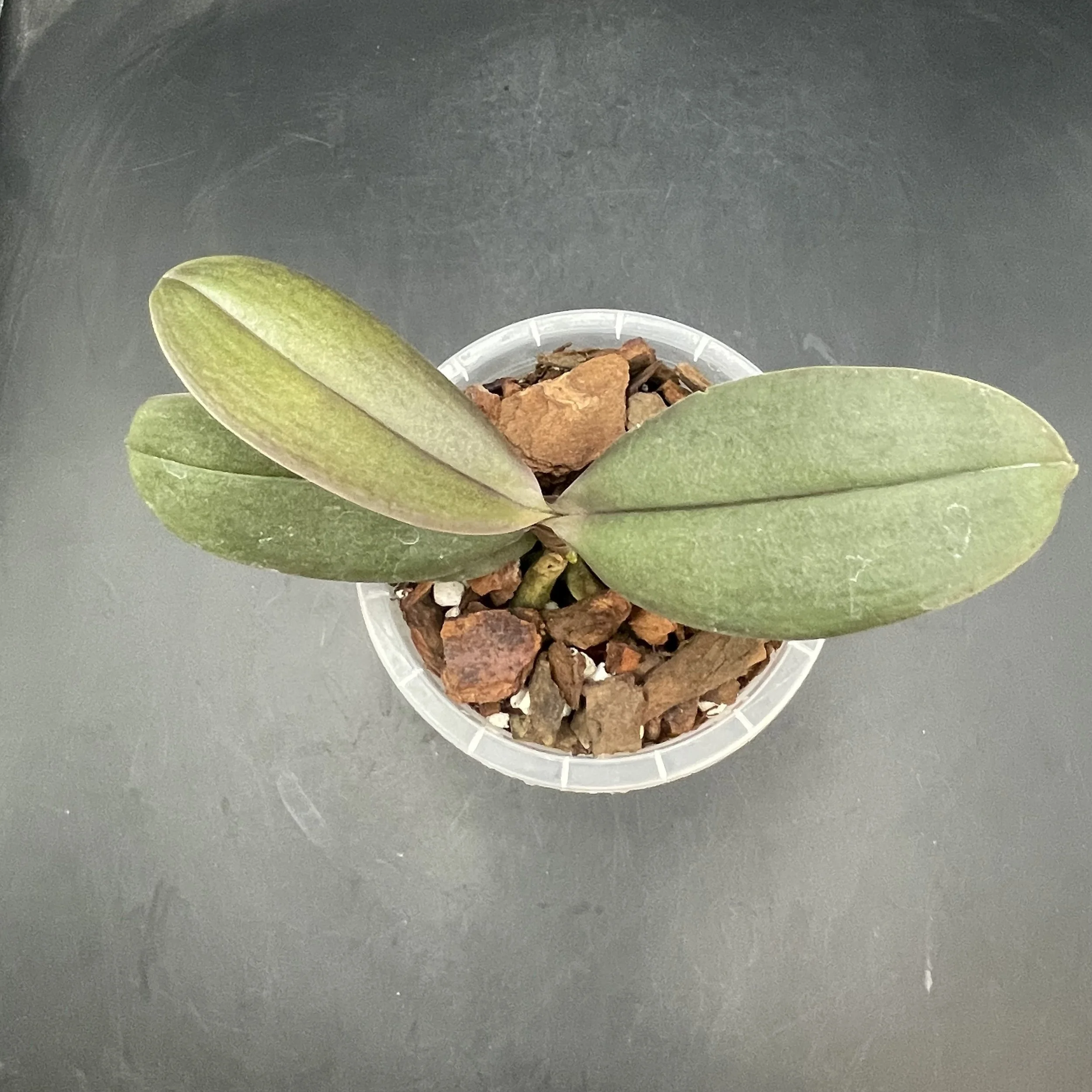 Phalaenopsis Brother Sara Gold 'Peloric' seedling for sale in NZ – grown by Orchid Obsession