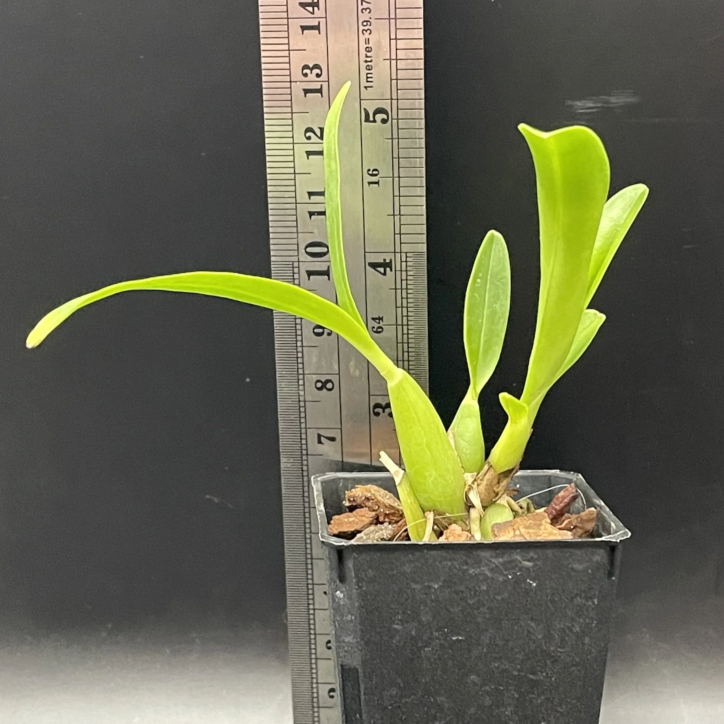 Prosthechea prismatocarpa seedling for sale in NZ - grown by Orchid Obsession