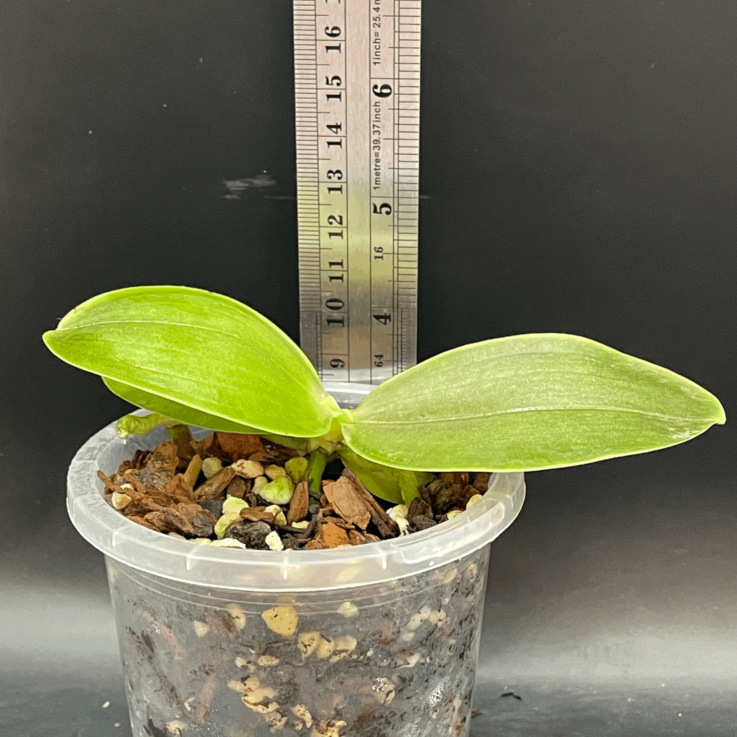 Phalaenopsis YangYang Super Peoker seedling for sale in NZ – grown by Orchid Obsession
