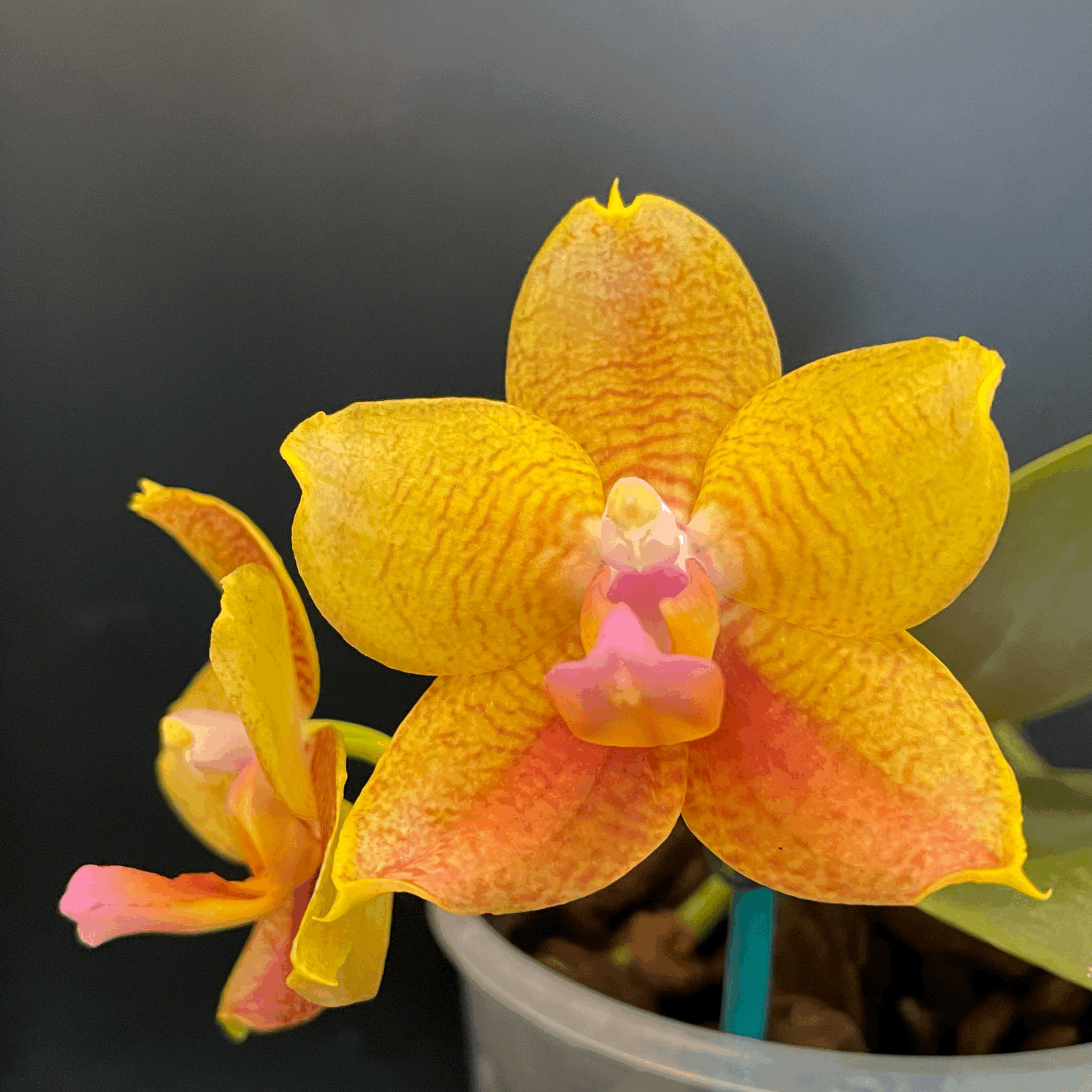 Phalaenopsis Allura ‘Mars’ in bloom – well-shaped, attractive, fragrant flowers