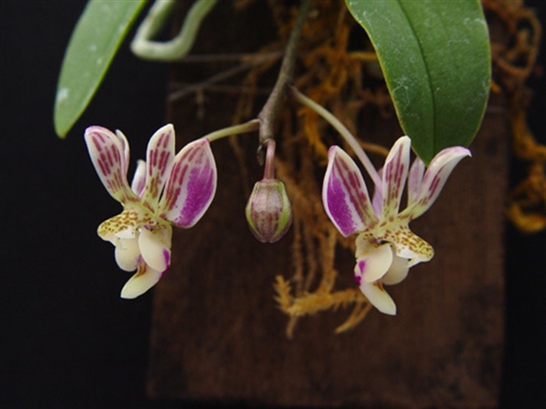 Phalaenopsis San Shia Swan