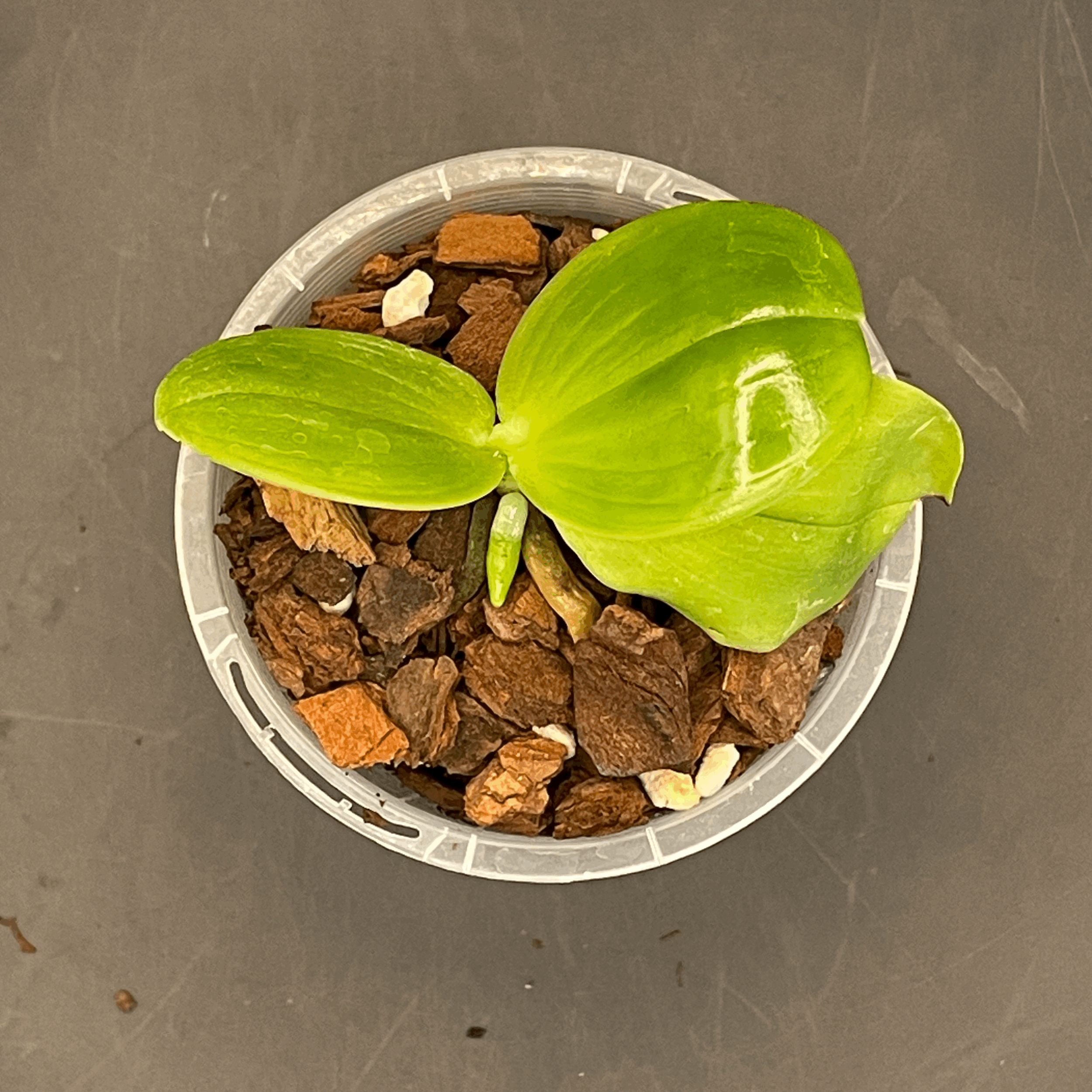 Phalaenopsis Mituo Reflex Bb ‘POM’ × Mituo Blue Smurfs ‘POM’ seedling for sale in NZ – grown by Orchid Obsession