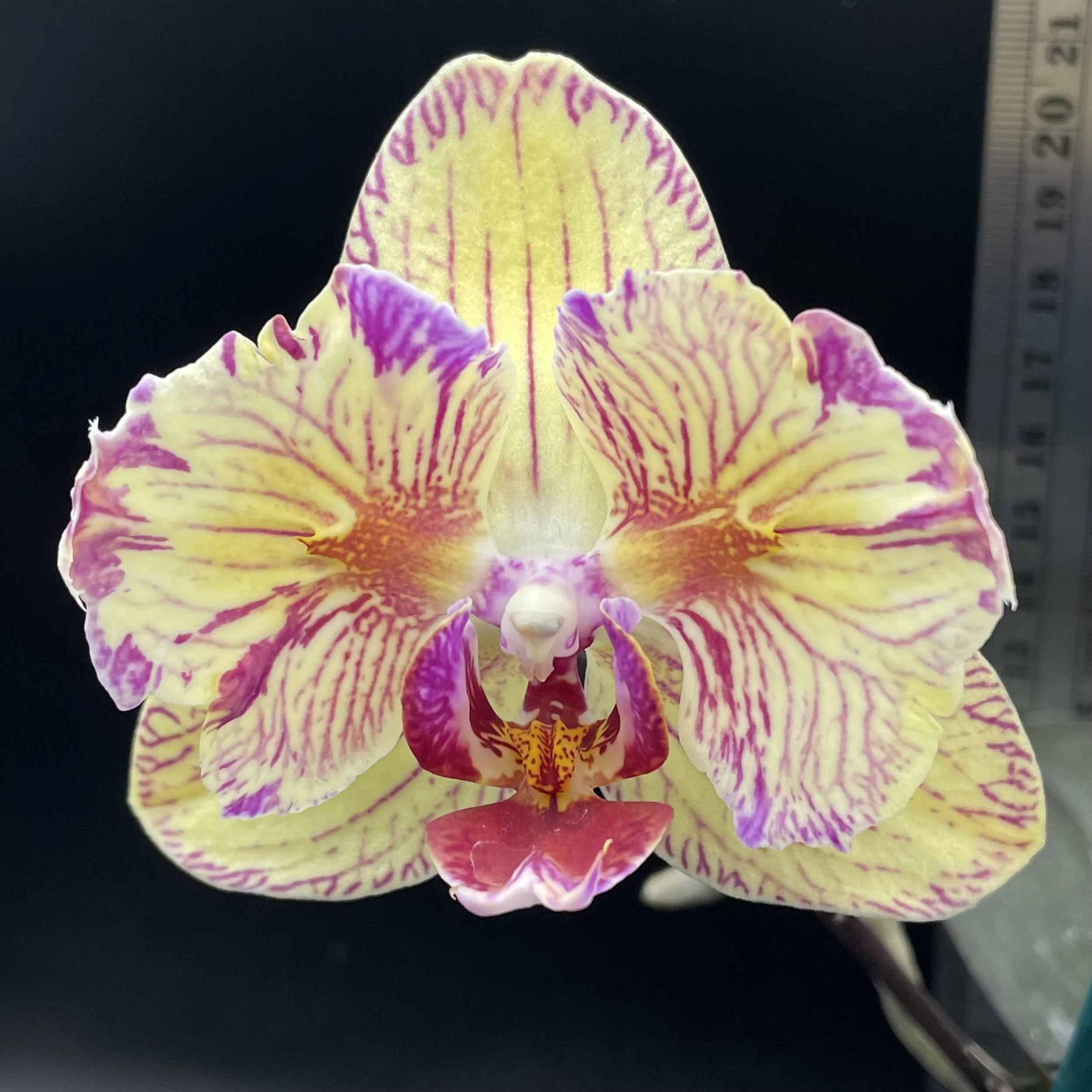 Phalaenopsis I-Hsin Yellow Leopard ‘Peloric’ orchid flower – soft lemon petals with bold magenta markings and ruffled peloric form