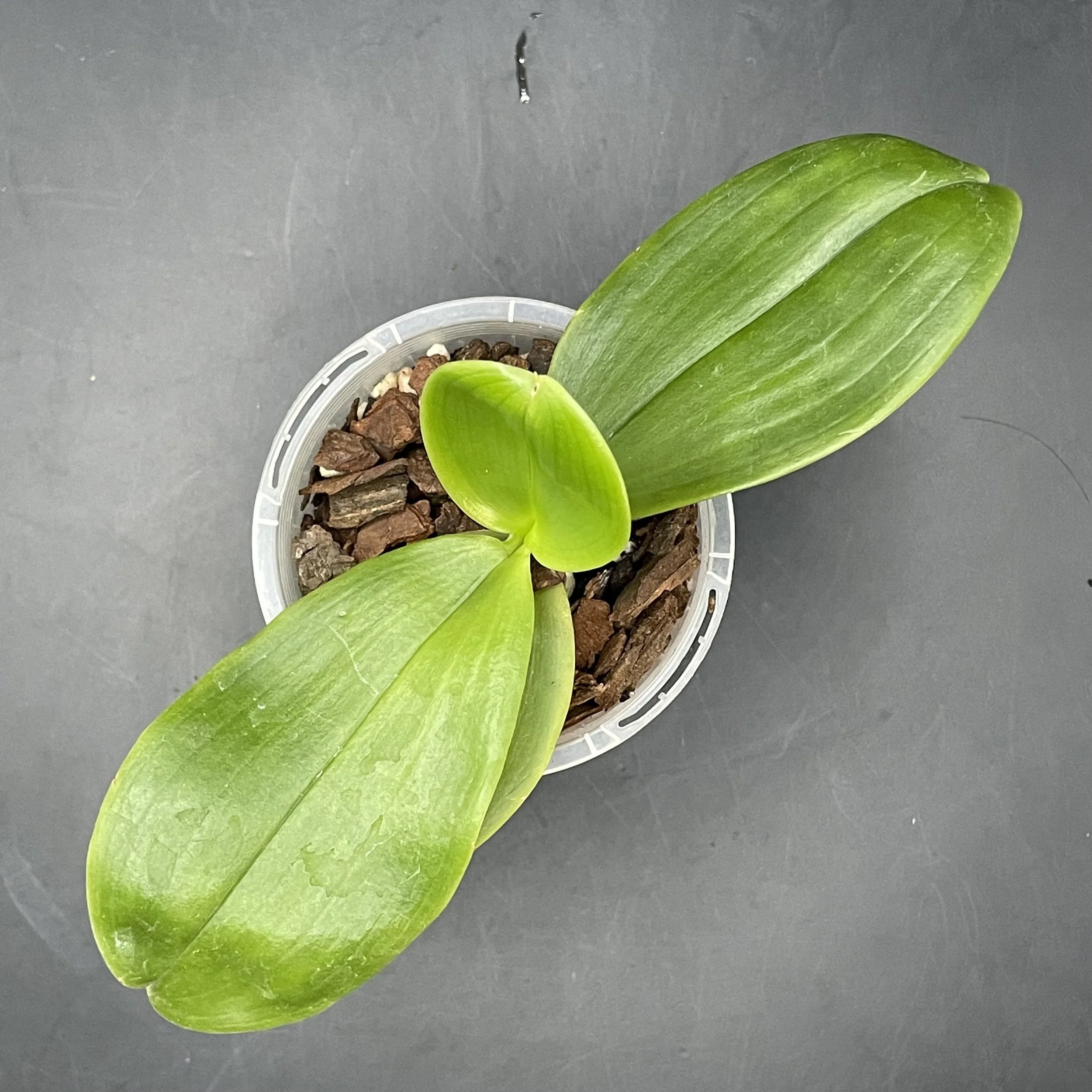 Phalaenopsis LD Bellina Eagle × Mituo Blue Smurfs seedling for sale in NZ – grown by Orchid Obsession