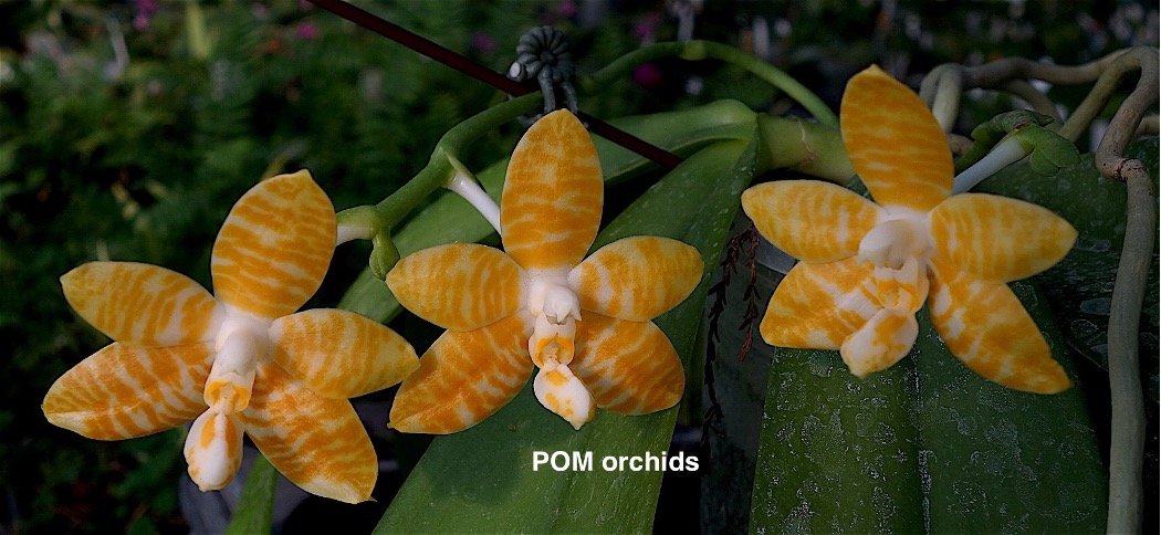 Phalaenopsis amboinensis var. flava parent orchid – rare flava form with waxy flowers and subtle yellow markings