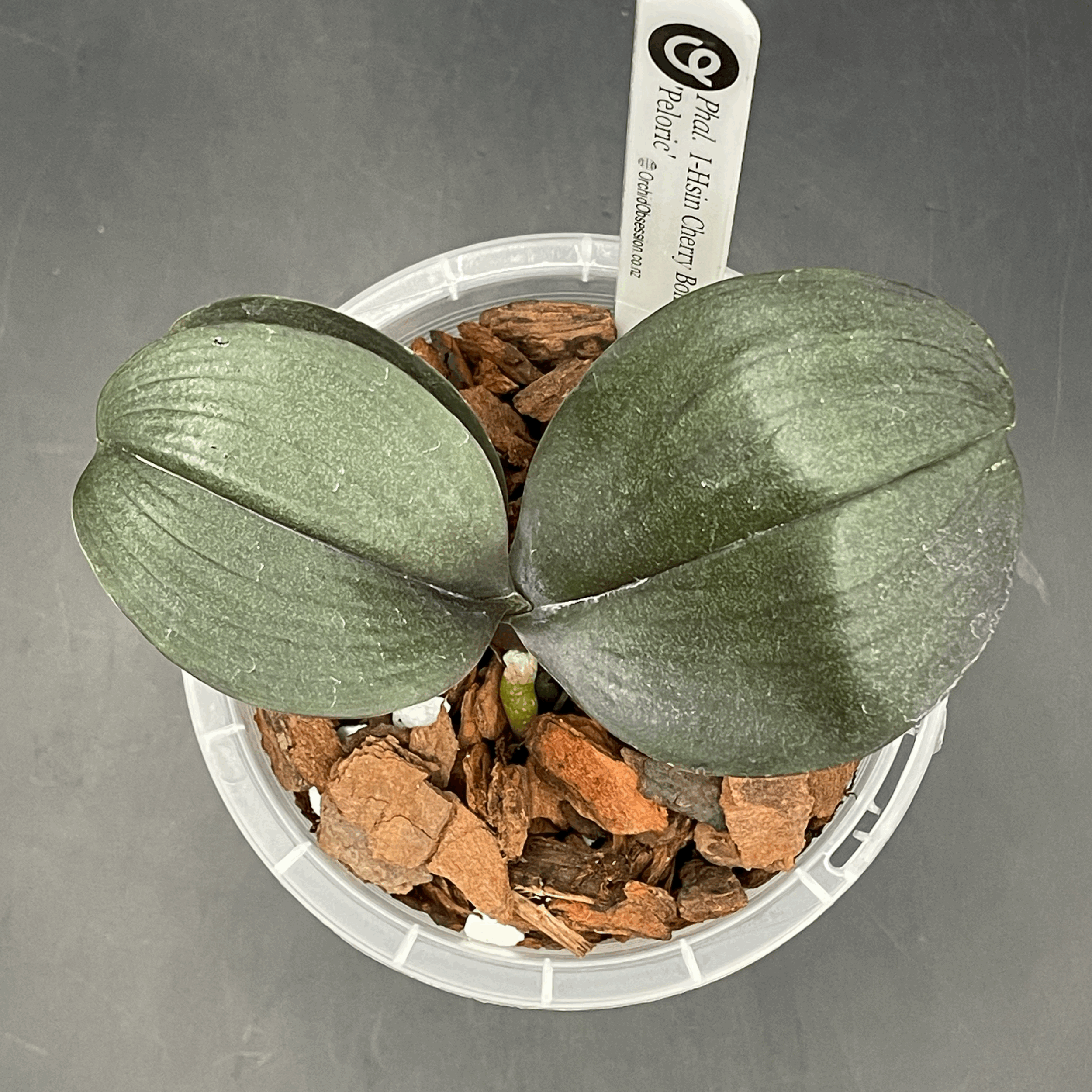 Phalaenopsis I-Hsin Cherry Bomb 'Peloric' seedling for sale in NZ – grown by Orchid Obsession