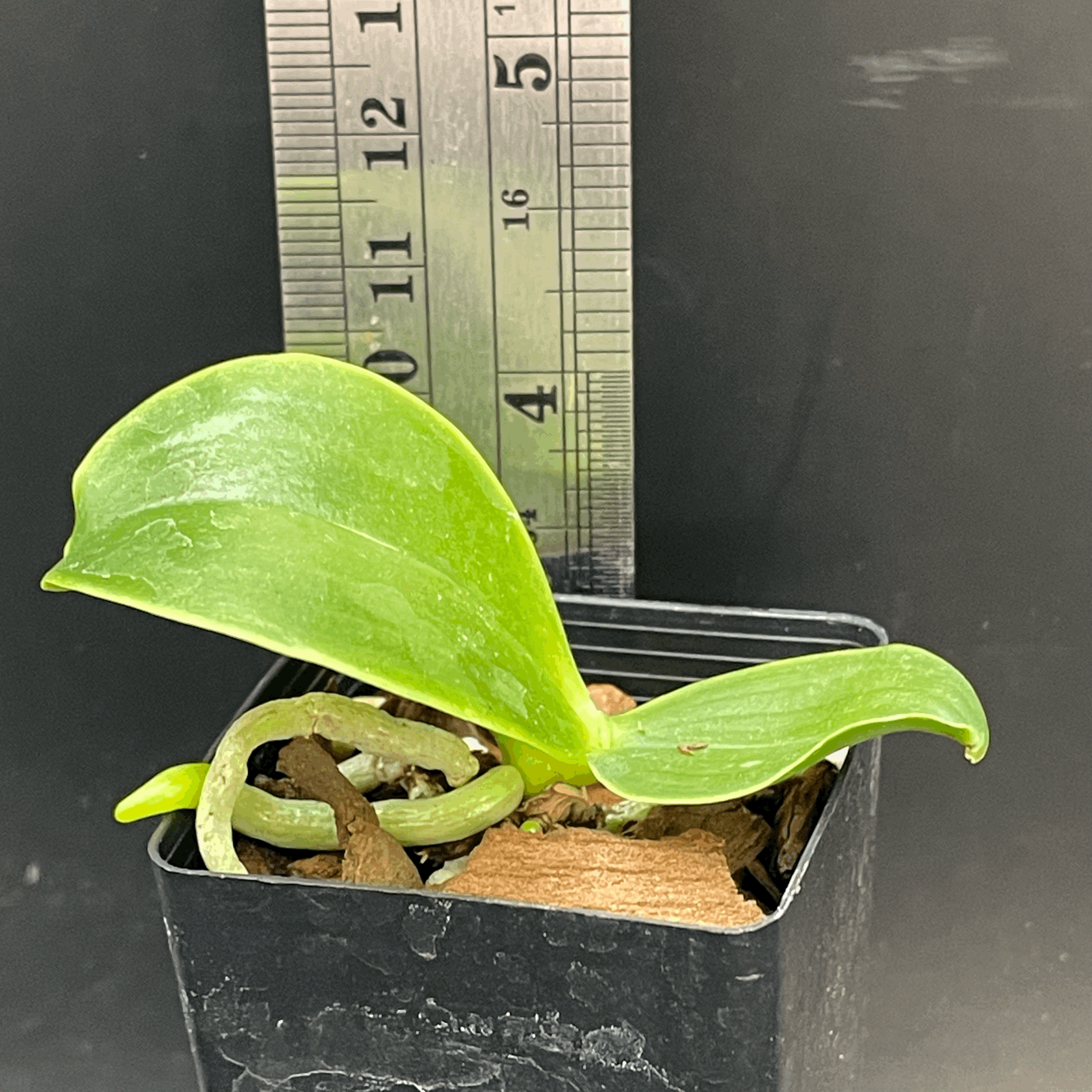 Phalaenopsis bellina var. coerulea × sib seedling for sale in NZ – grown by Orchid Obsession