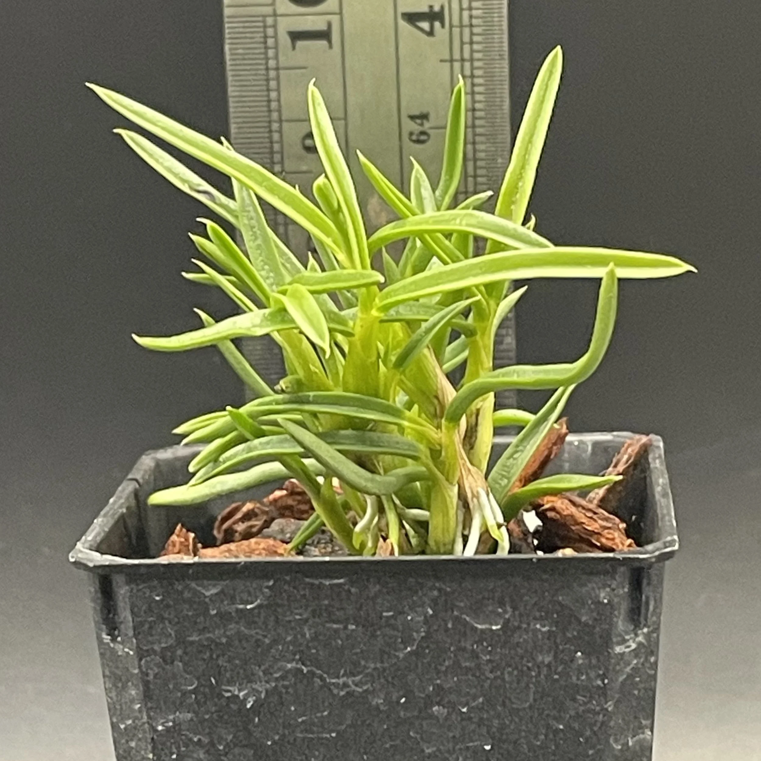 Dendrobium subuliferum seedling for sale in NZ – grown by Orchid Obsession