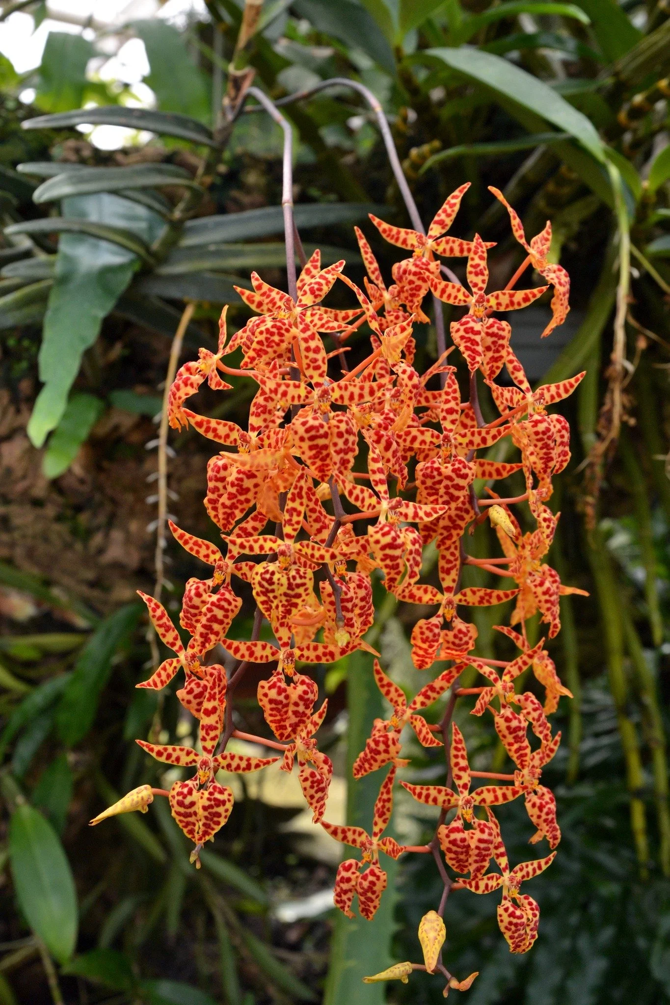 Renanthera monachica flower example – star‑shaped orange orchid flowers with deep red polka dots