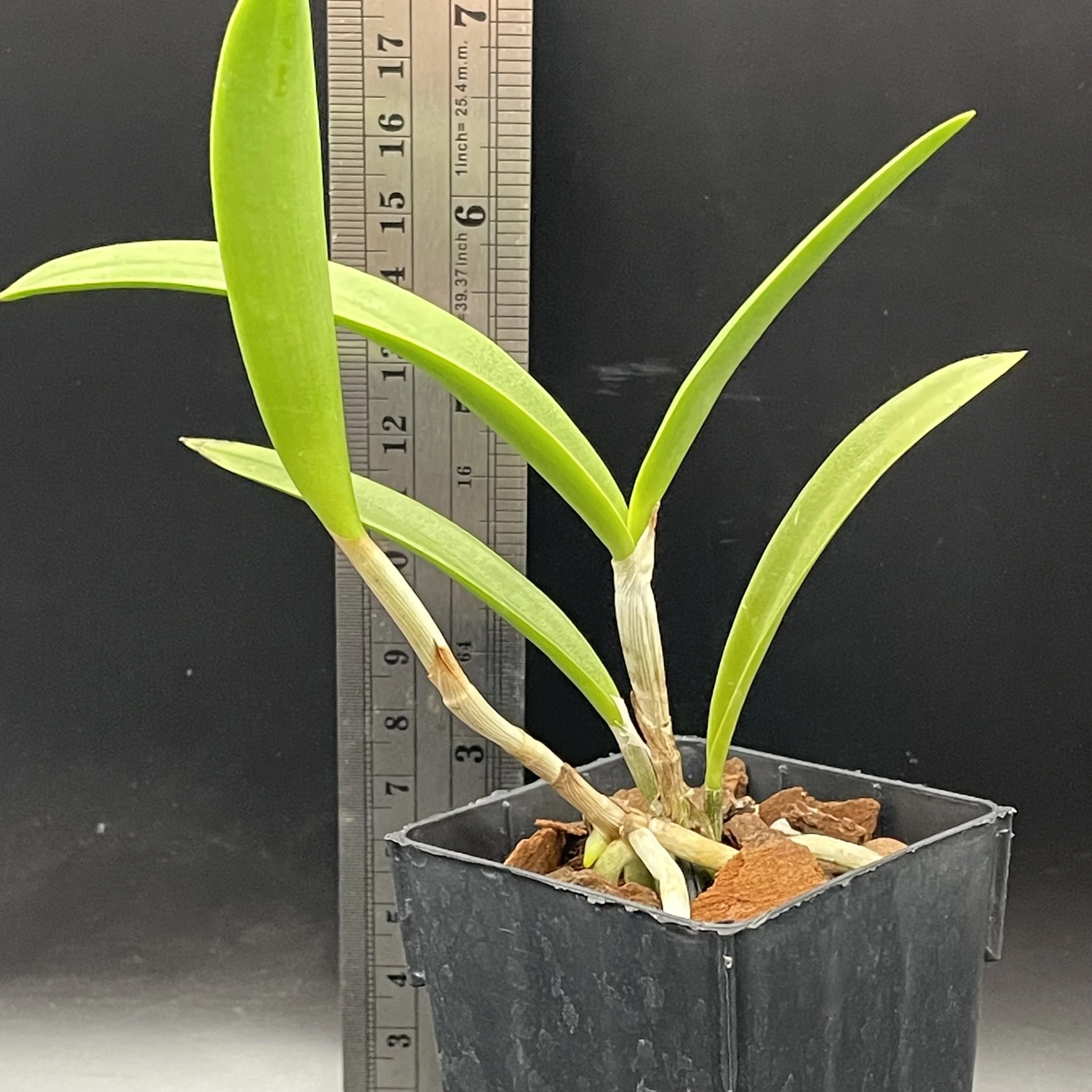 Brassocattleya Gulfshore’s Beauty ‘Torino’ BM/JOGA seedling for sale in NZ – grown by Orchid Obsession