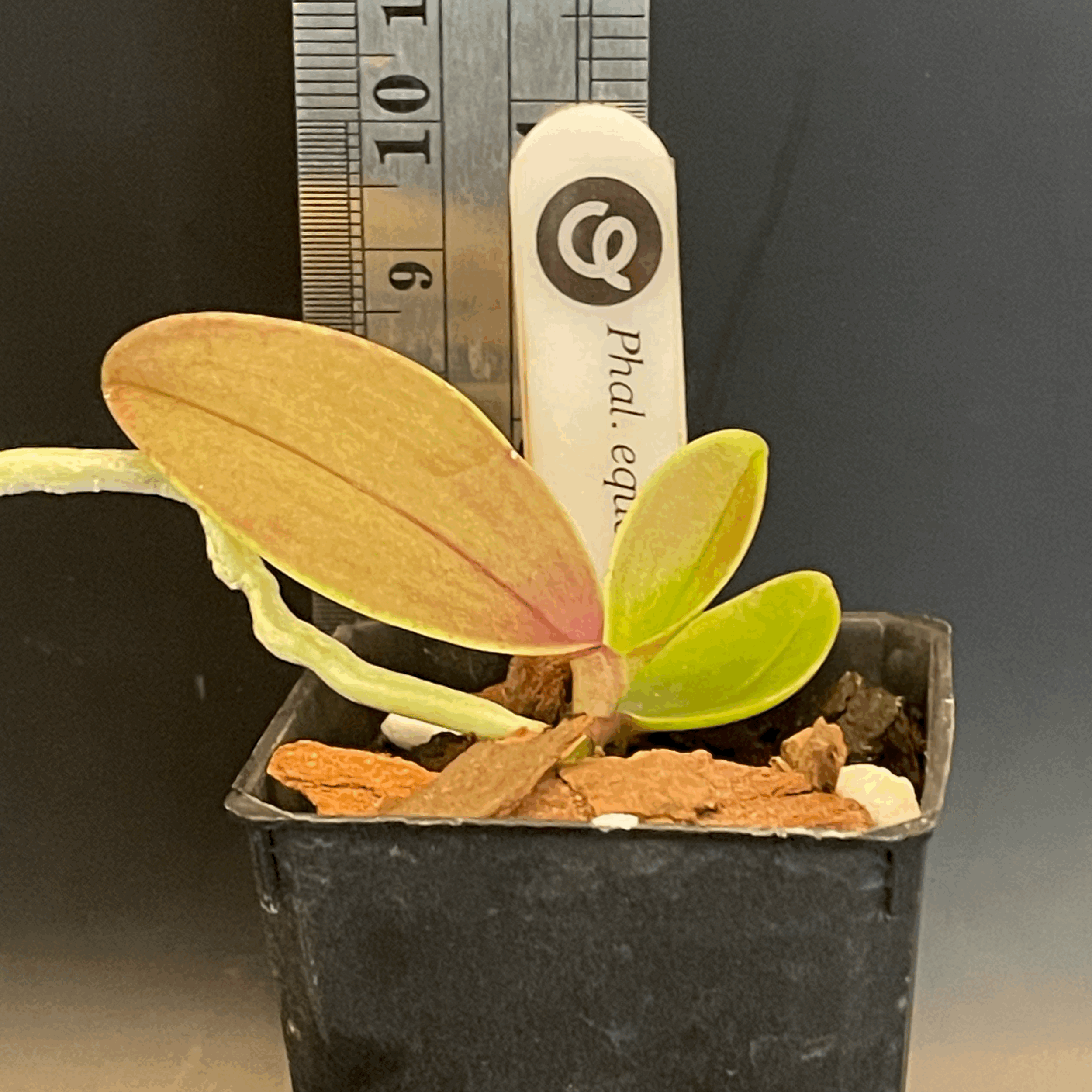 Phalaenopsis equestris var. rosea seedling for sale in NZ – grown by Orchid Obsession