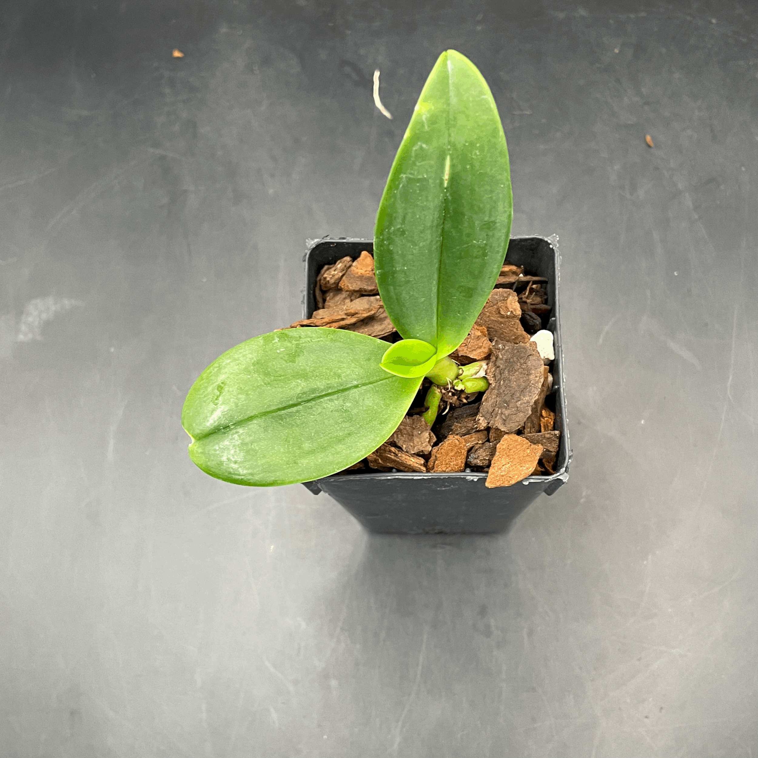 Phalaenopsis equestris var. aparri seedling for sale in NZ – grown by Orchid Obsession