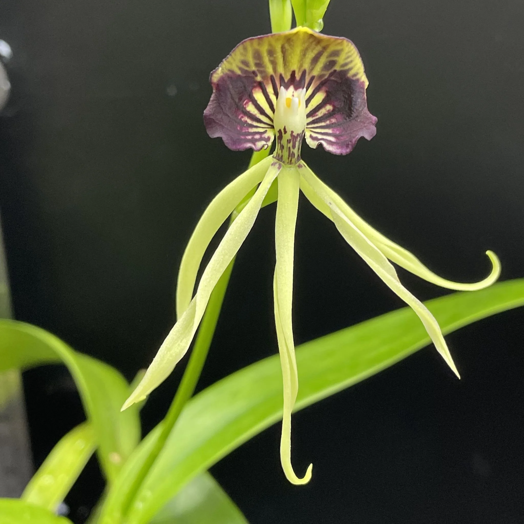 Prosthechea cochleata 'Big Flowers' x sib