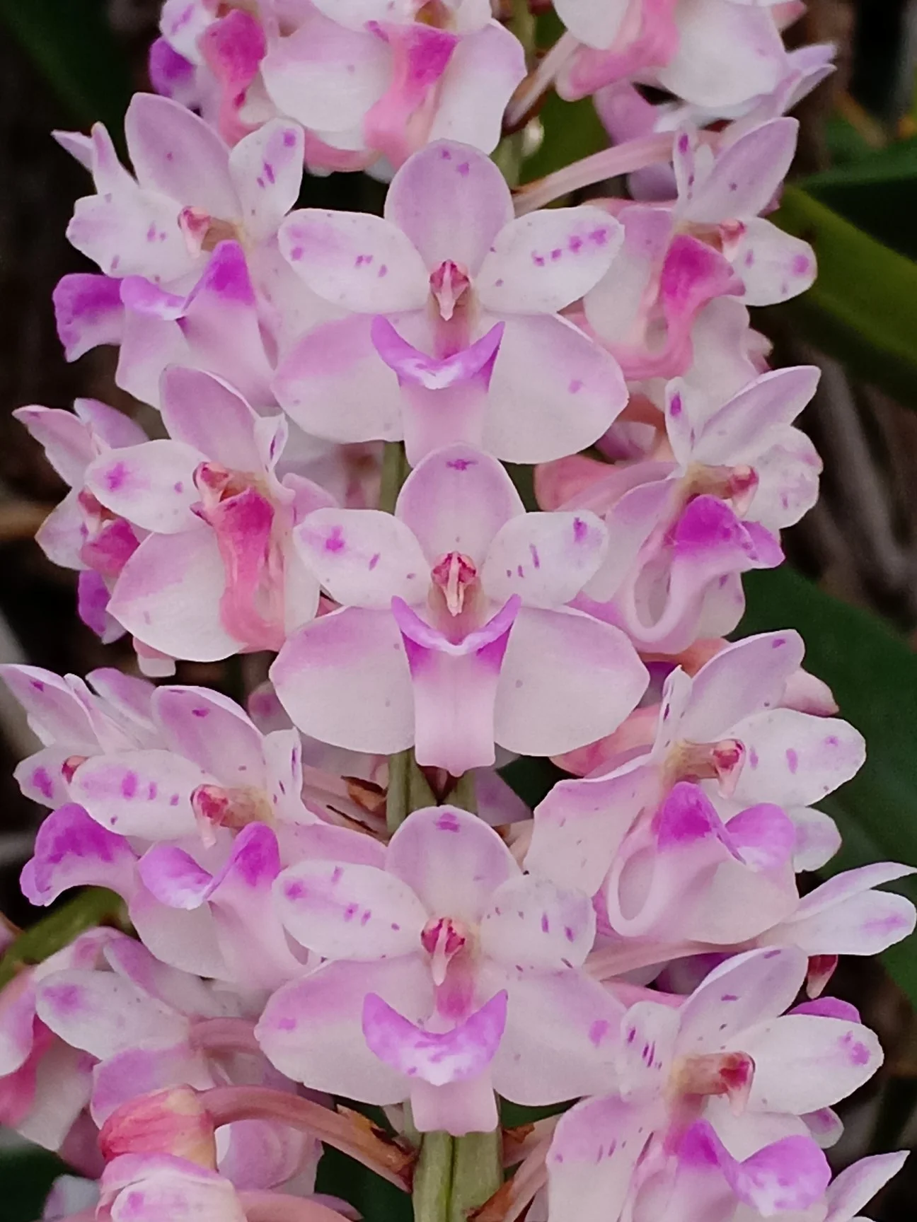 Rhynchostylis retusa flower example – foxtail‑shaped spike of white flowers with pink markings