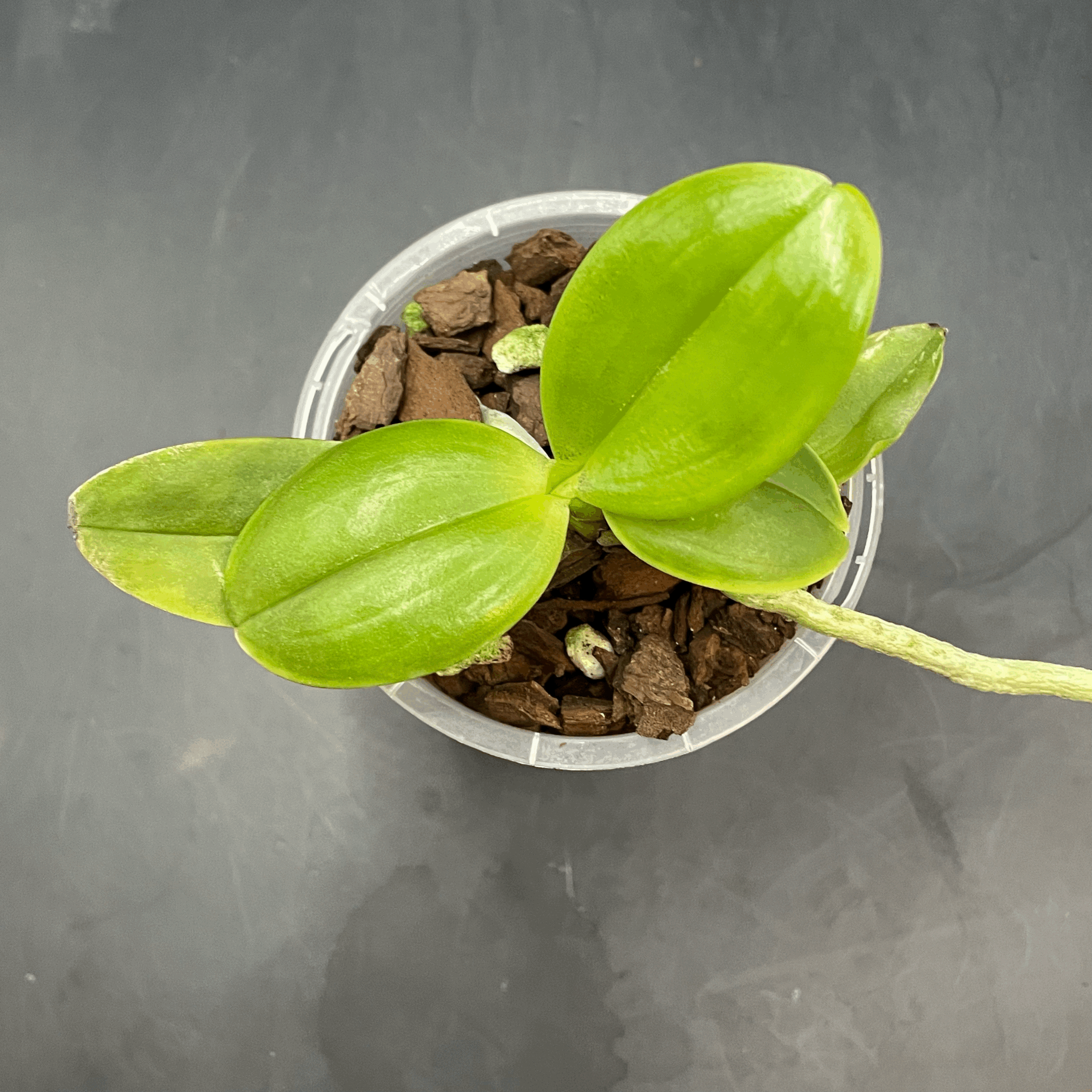 Phalaenopsis GW Greenworld X Miro Super Star seedling for sale in NZ – grown by Orchid Obsession