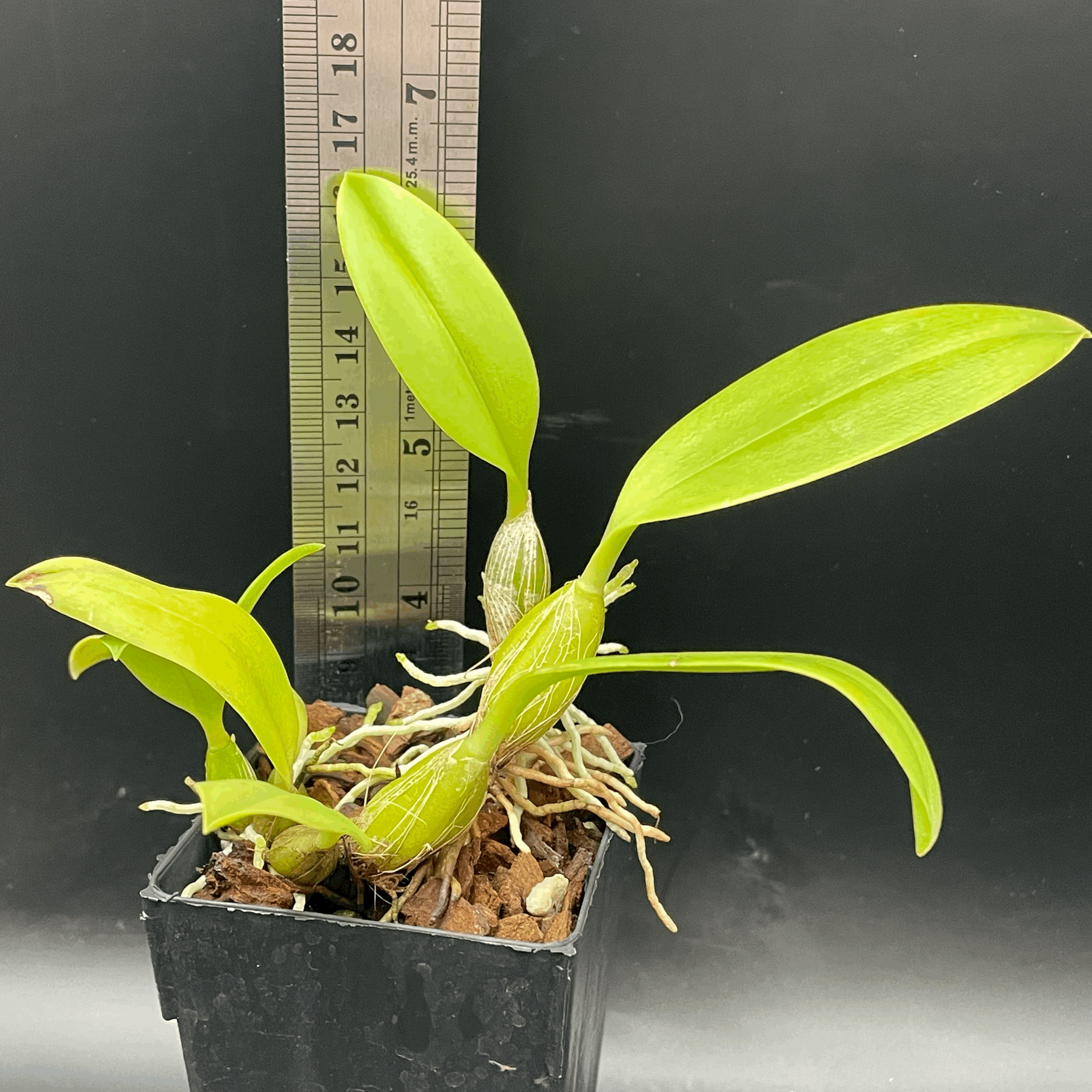 Bulbophyllum smitinandii seedling for sale in NZ – grown by Orchid Obsession