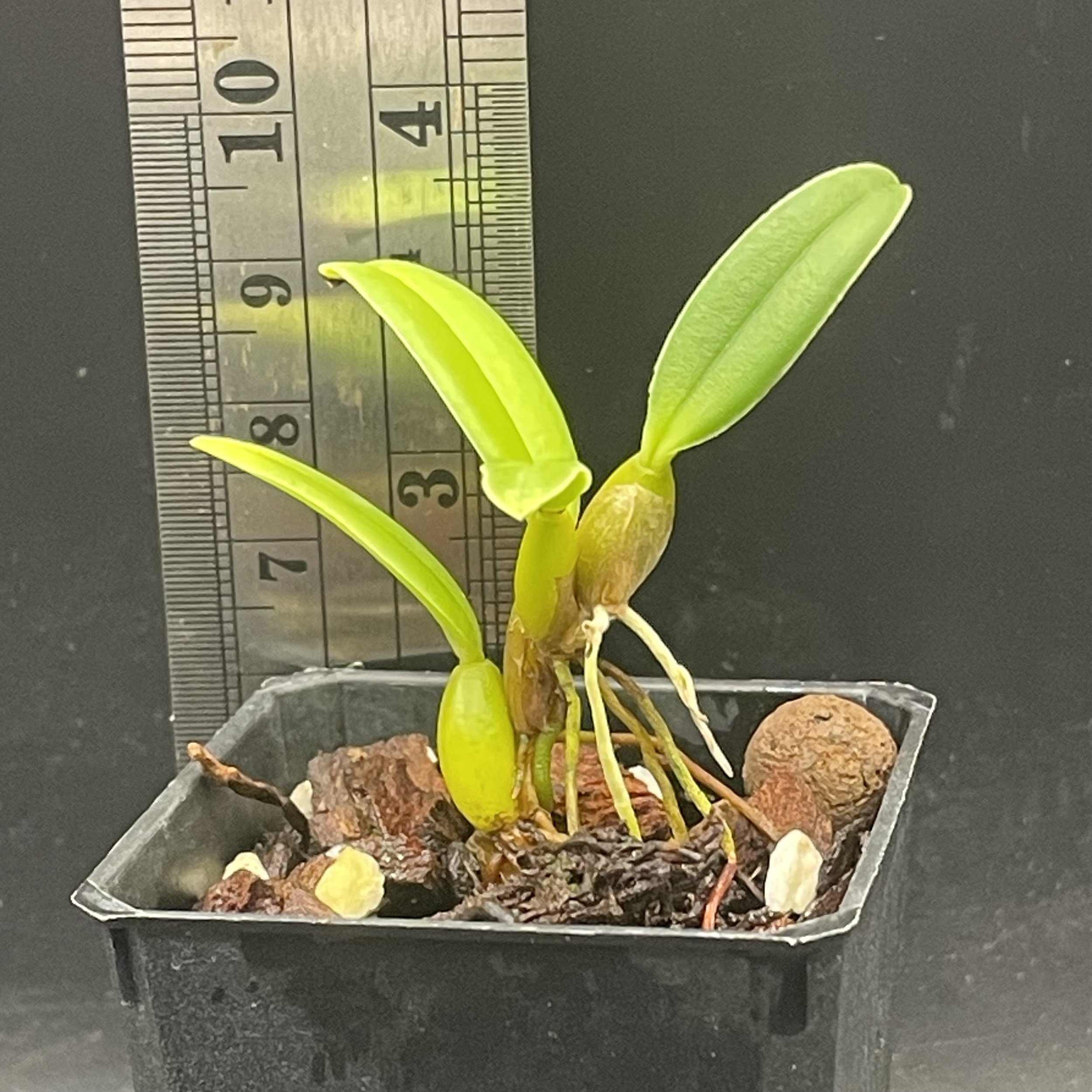 Bulbophyllum rothschildianum × selected A seedling for sale in NZ – grown by Orchid Obsession